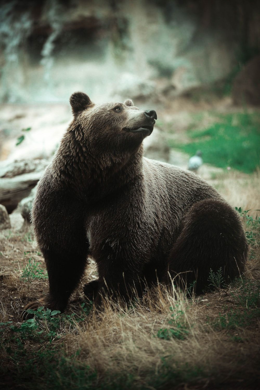 Bear Picture [HD]. Download Free Image - 