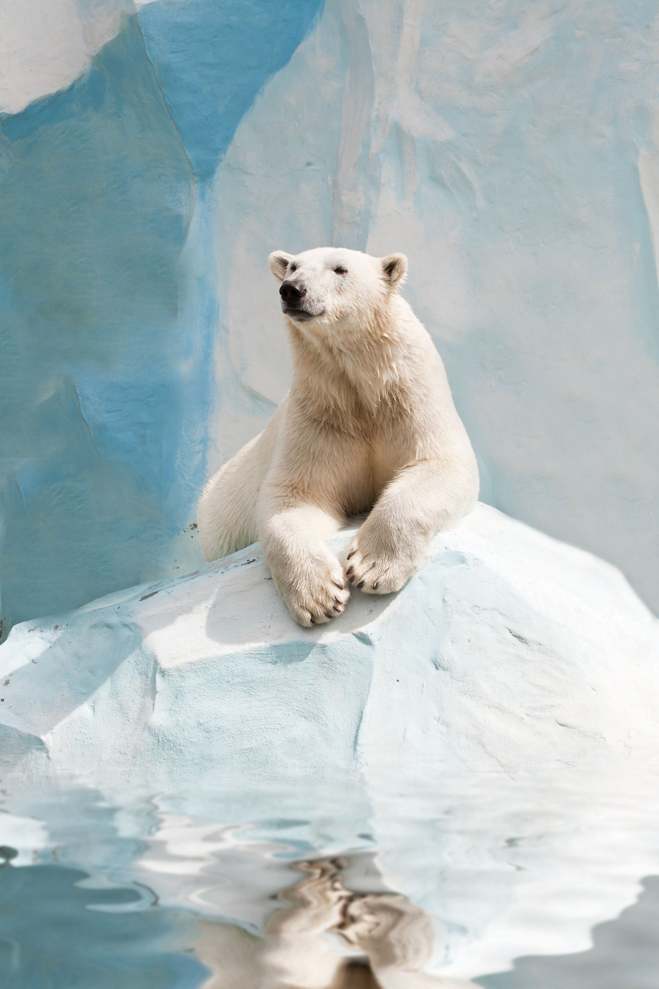 Polar Bear Mural Your Way - 