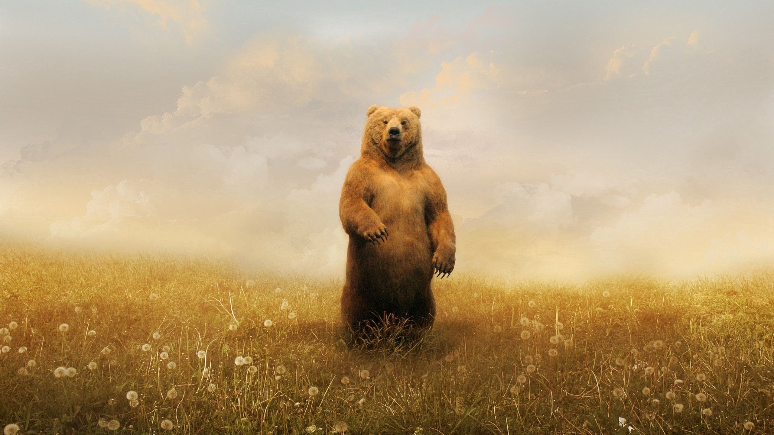 Download Bear wallpaper for mobile phone, free Bear HD picture - 