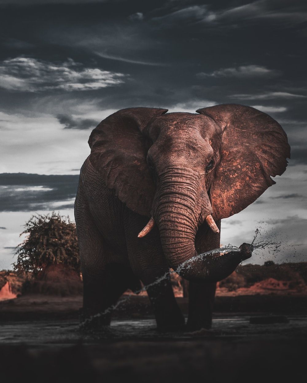 Elephant Wallpaper: Free HD Download [HQ]