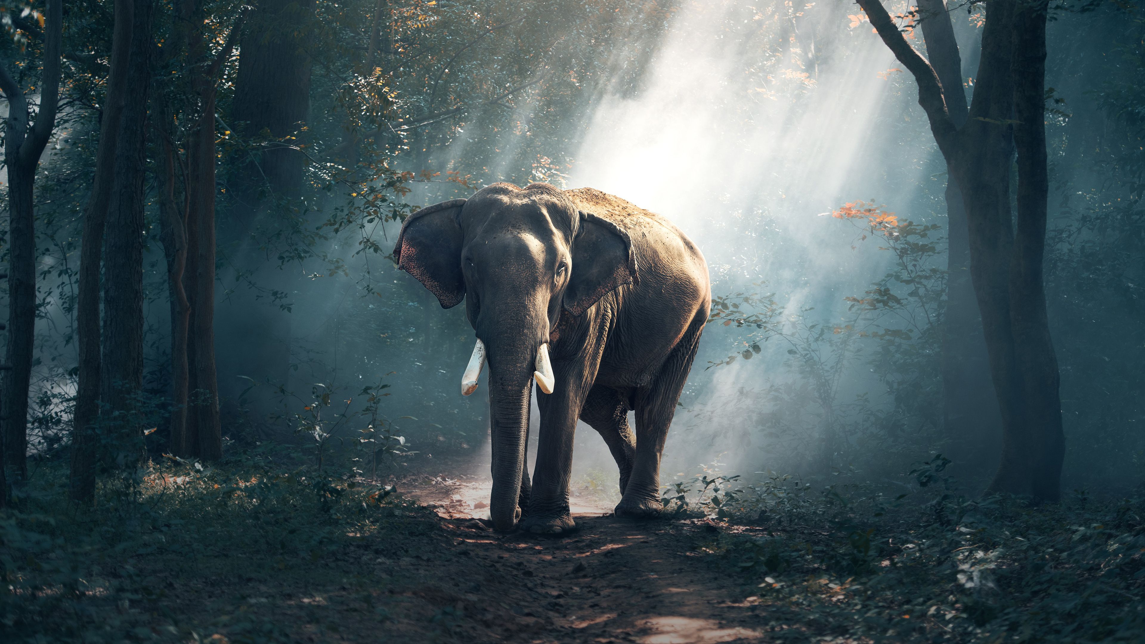 Elephant Wallpaper 4K