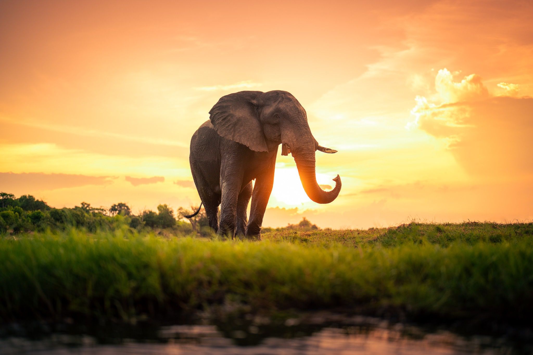 Animal Elephant HD Wallpaper