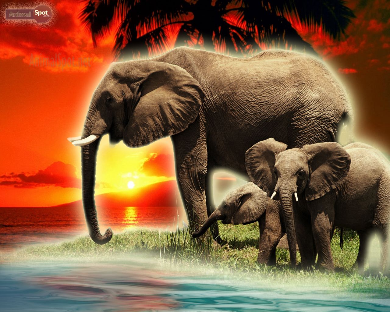 Elephant Wallpaper