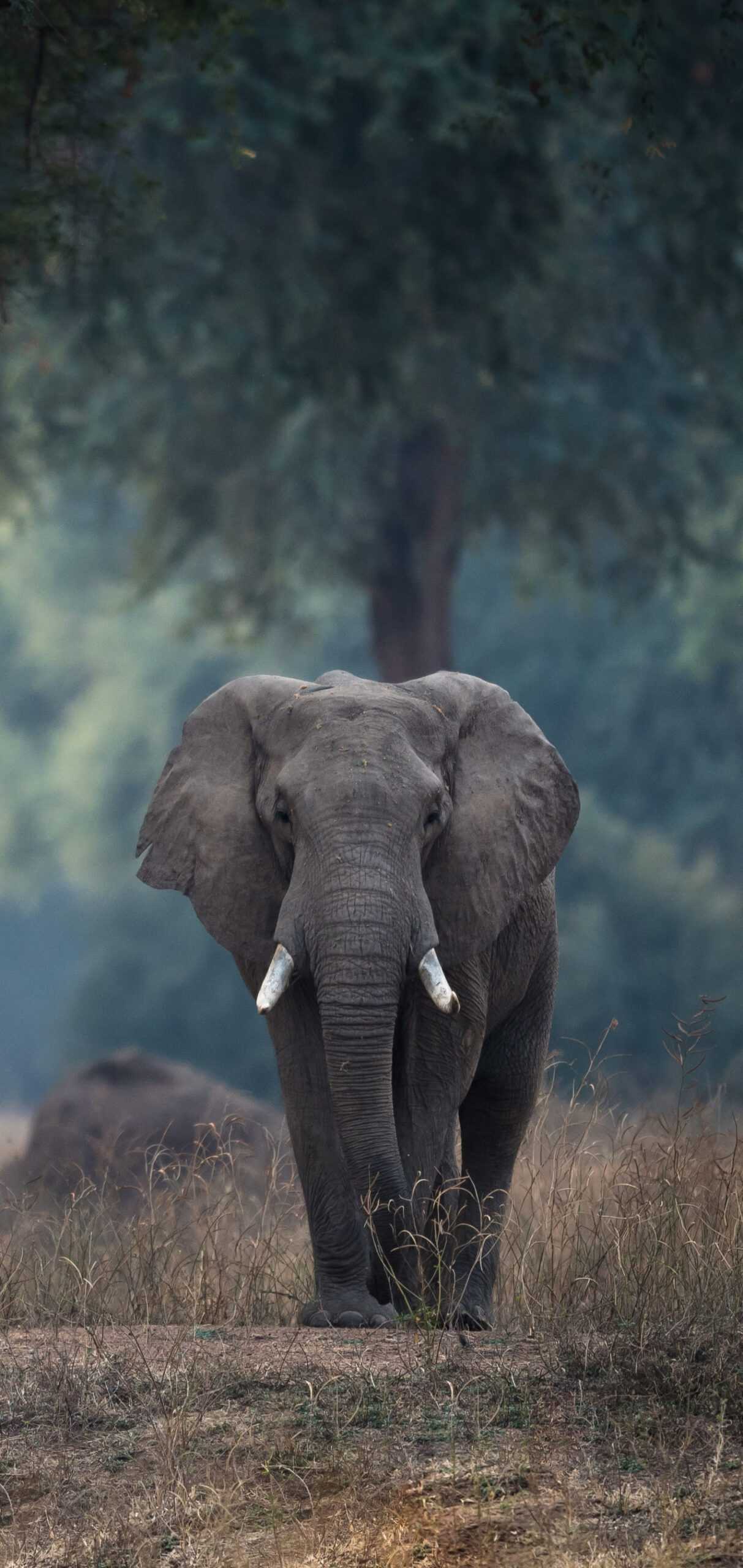 Elephant iPhone Wallpaper