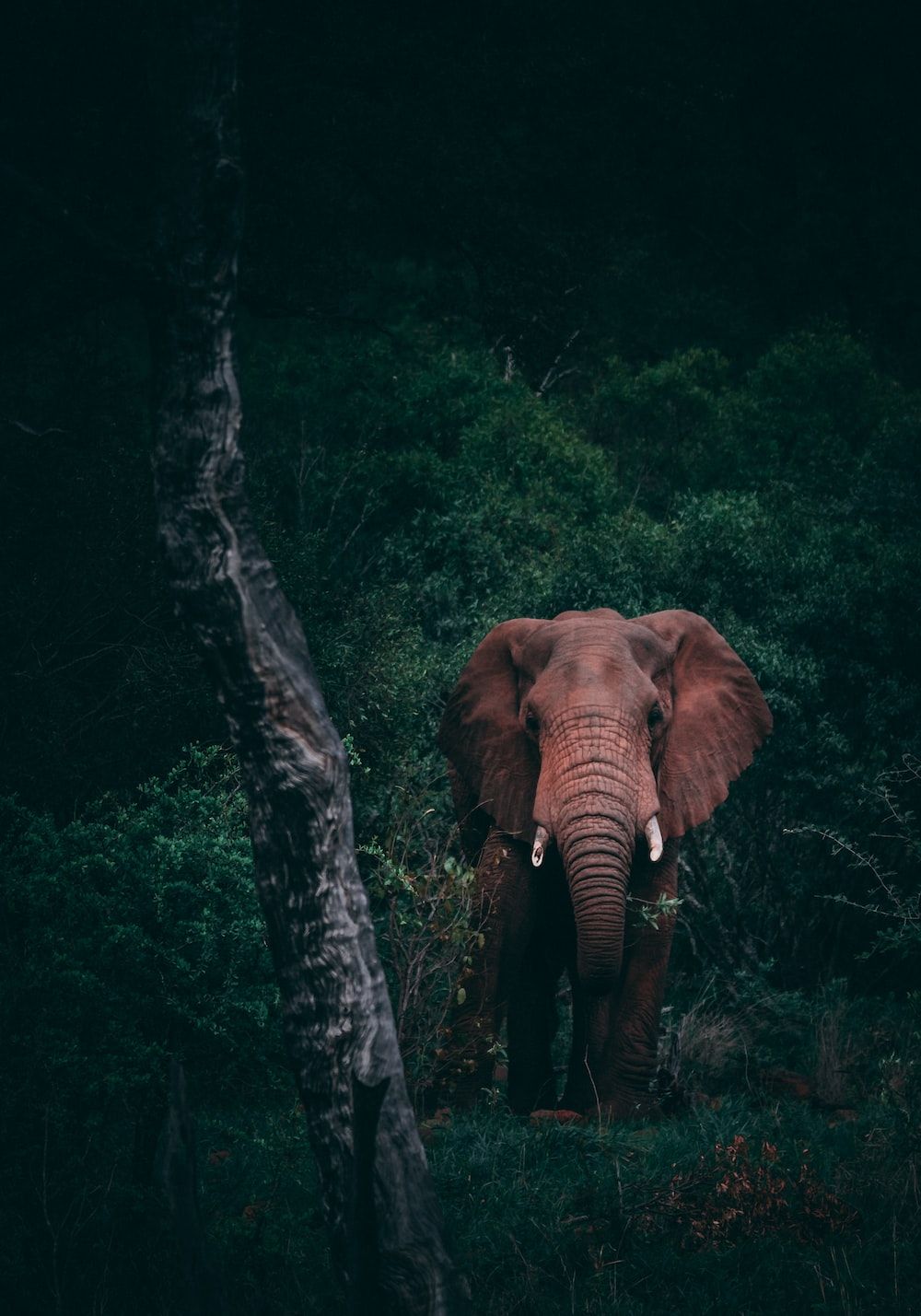 Elephant Wallpaper: Free HD Download [HQ]