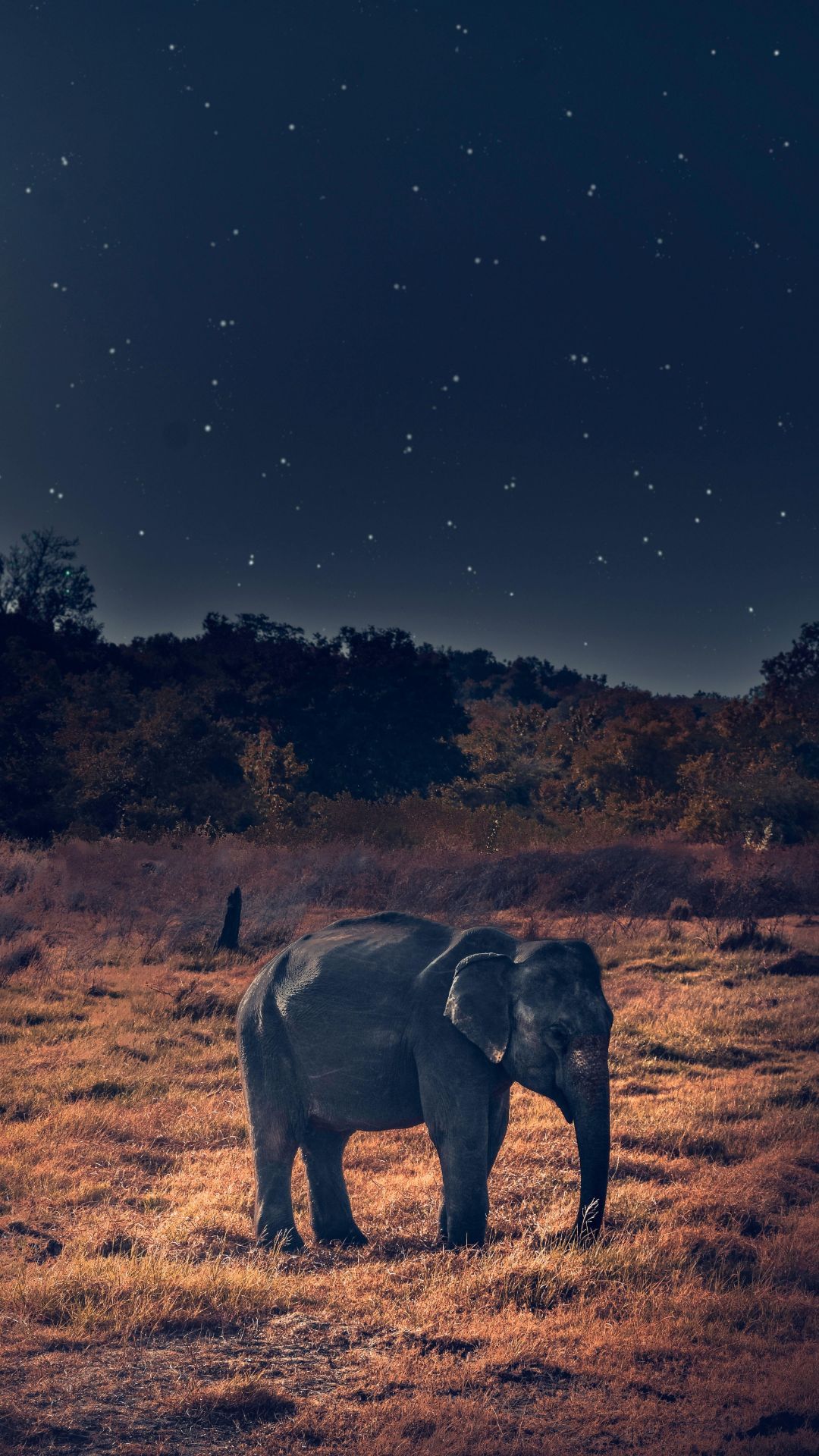 Elephant Wallpaper Elephant Wallpaper [ HQ ]