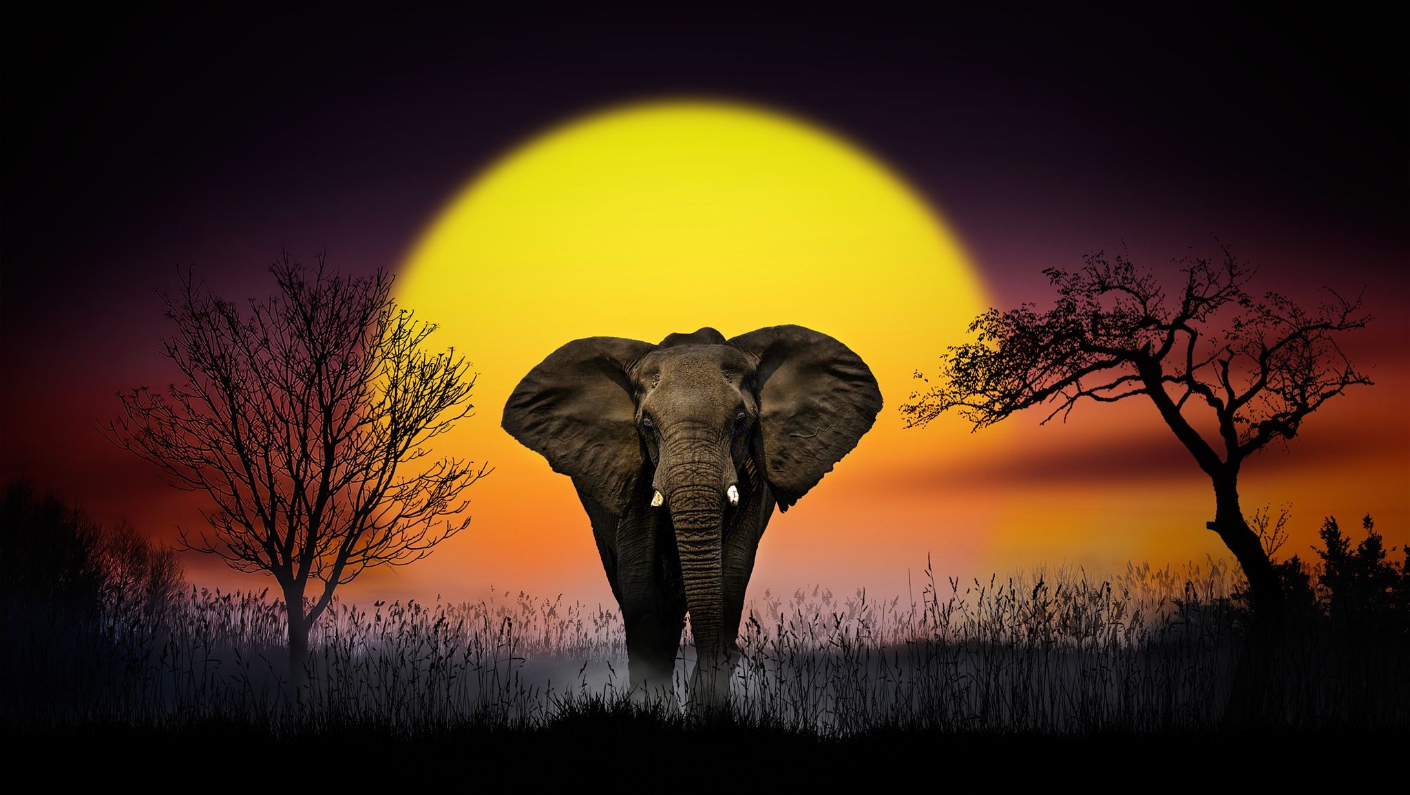 Animal African bush elephant HD Wallpaper