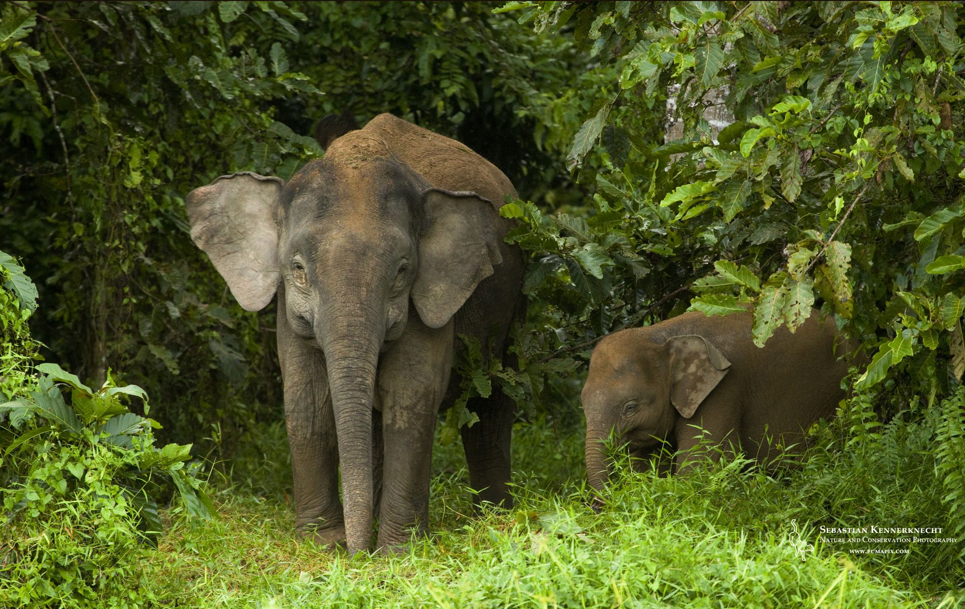 Free Pygmy Elephant Wallpaper. Sebastian Kennerknecht Photography