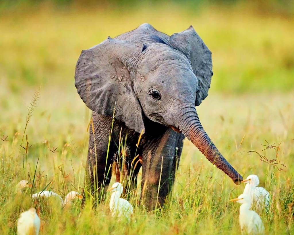 Hey, Look! Baby Elephants!. Jodi L. Milner, Author