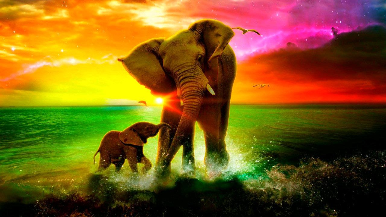 Elephant Wallpaper (1280x720)