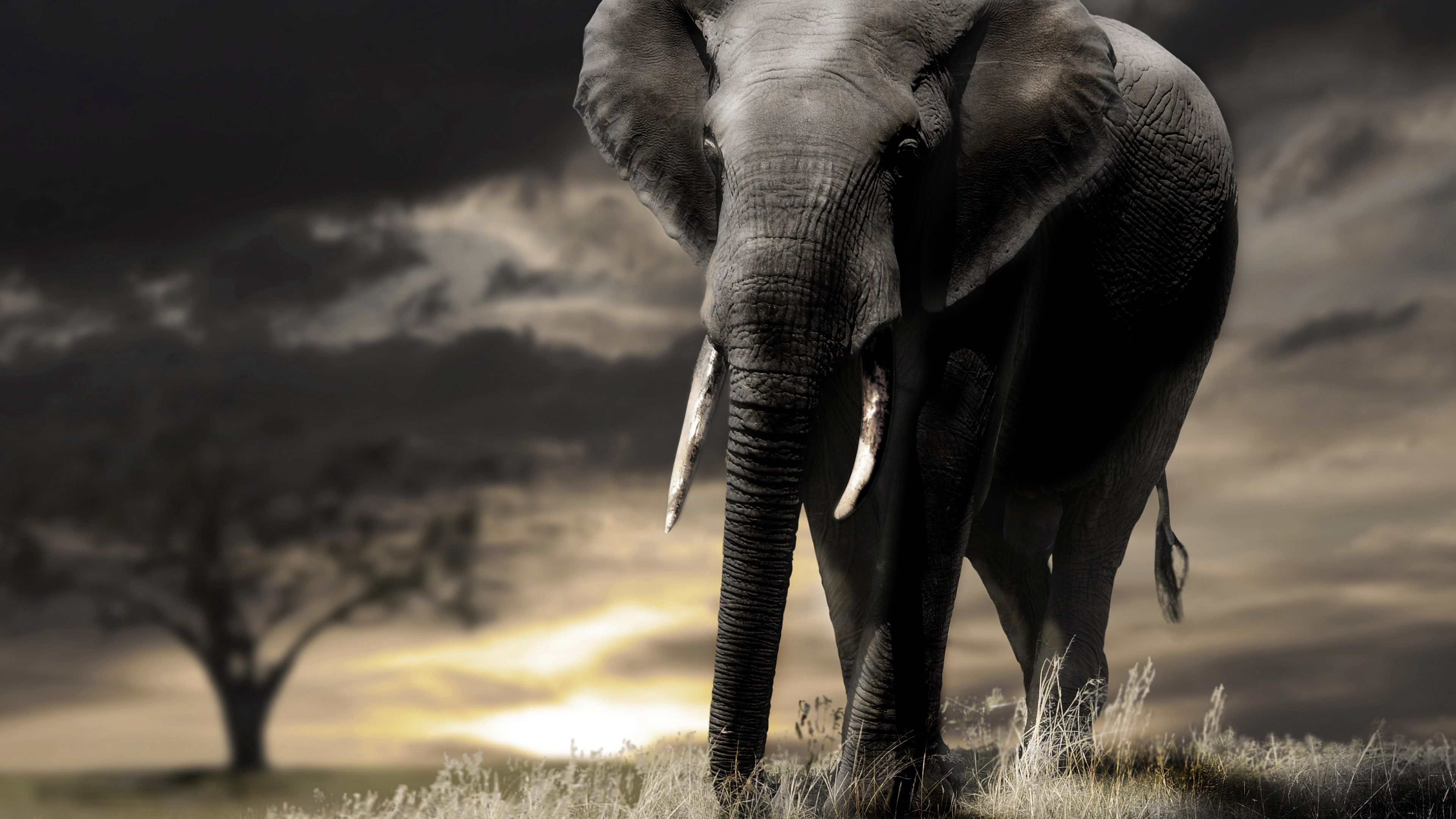 Wallpaper Elephant, sunset, savanna, clouds, Animals