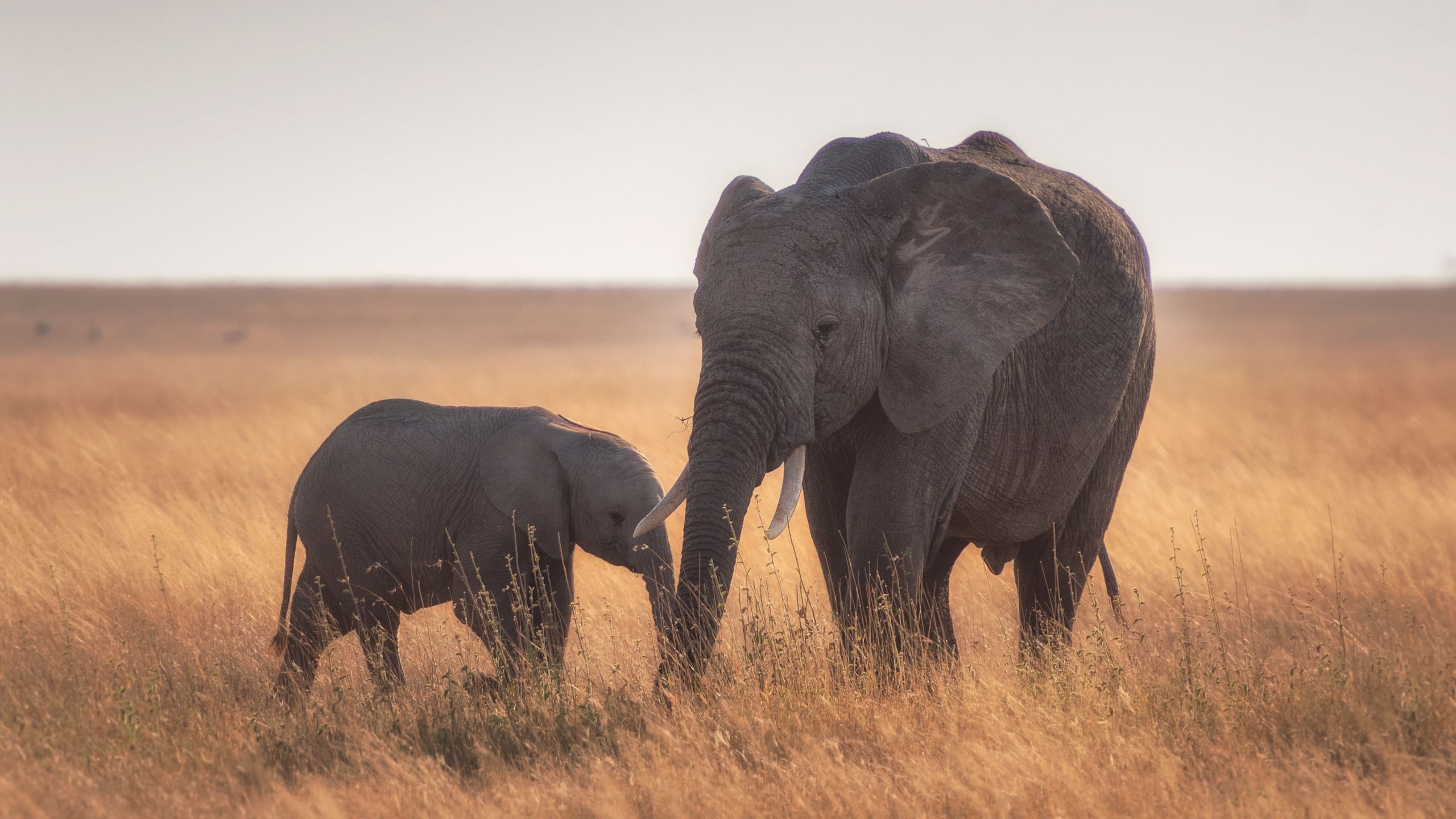 Mother and baby elephant Wallpaper