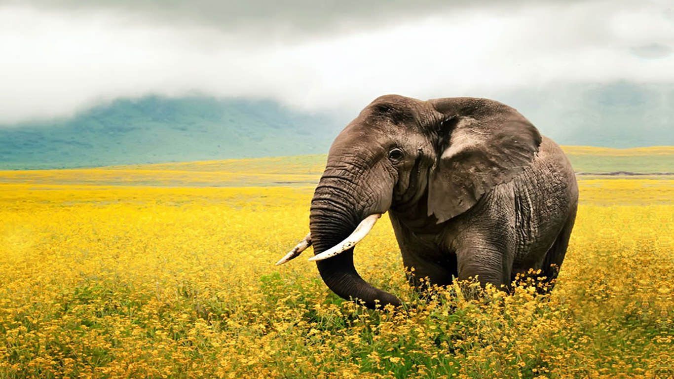 nice HD elephant desktop wallpper. Elephant wallpaper, Elephant phone wallpaper, Elephant