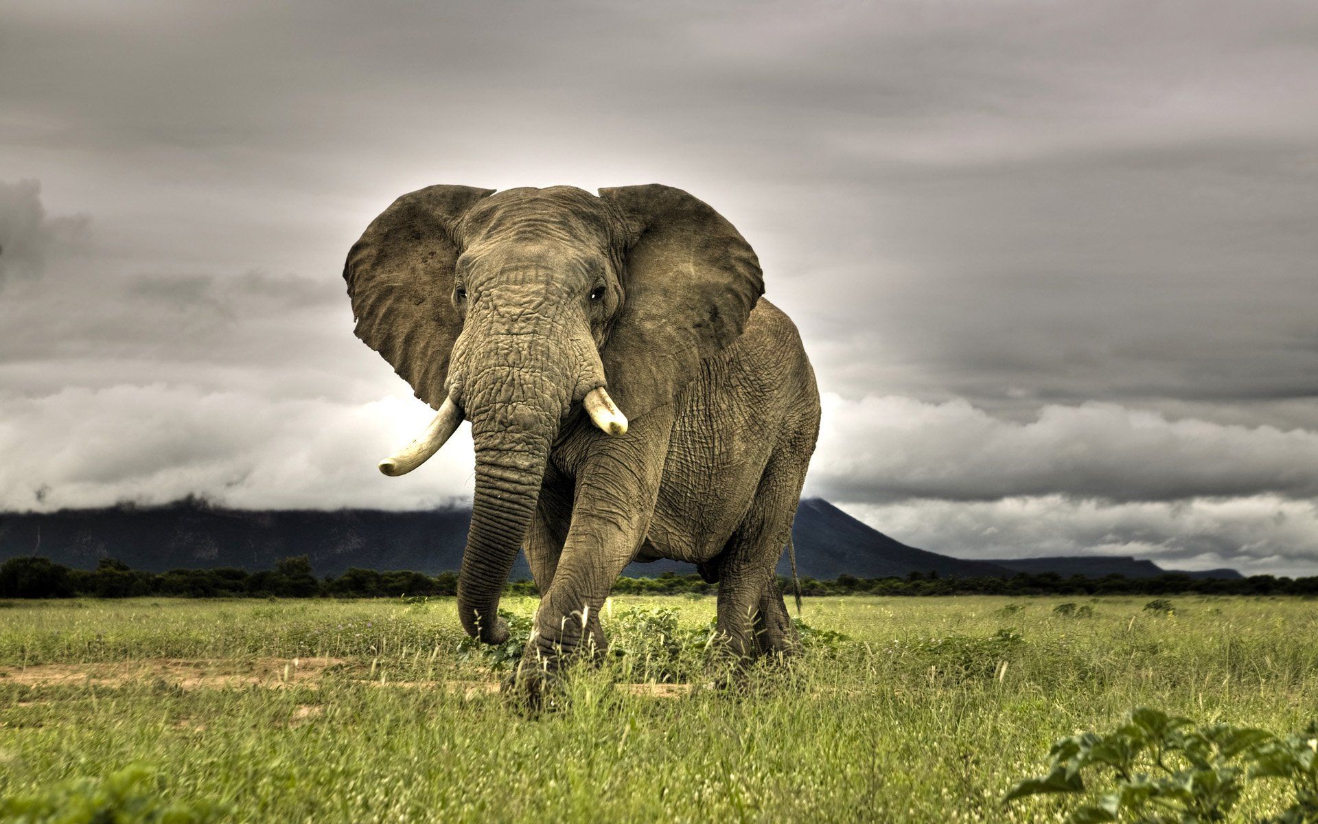 Animal African bush elephant HD Wallpaper