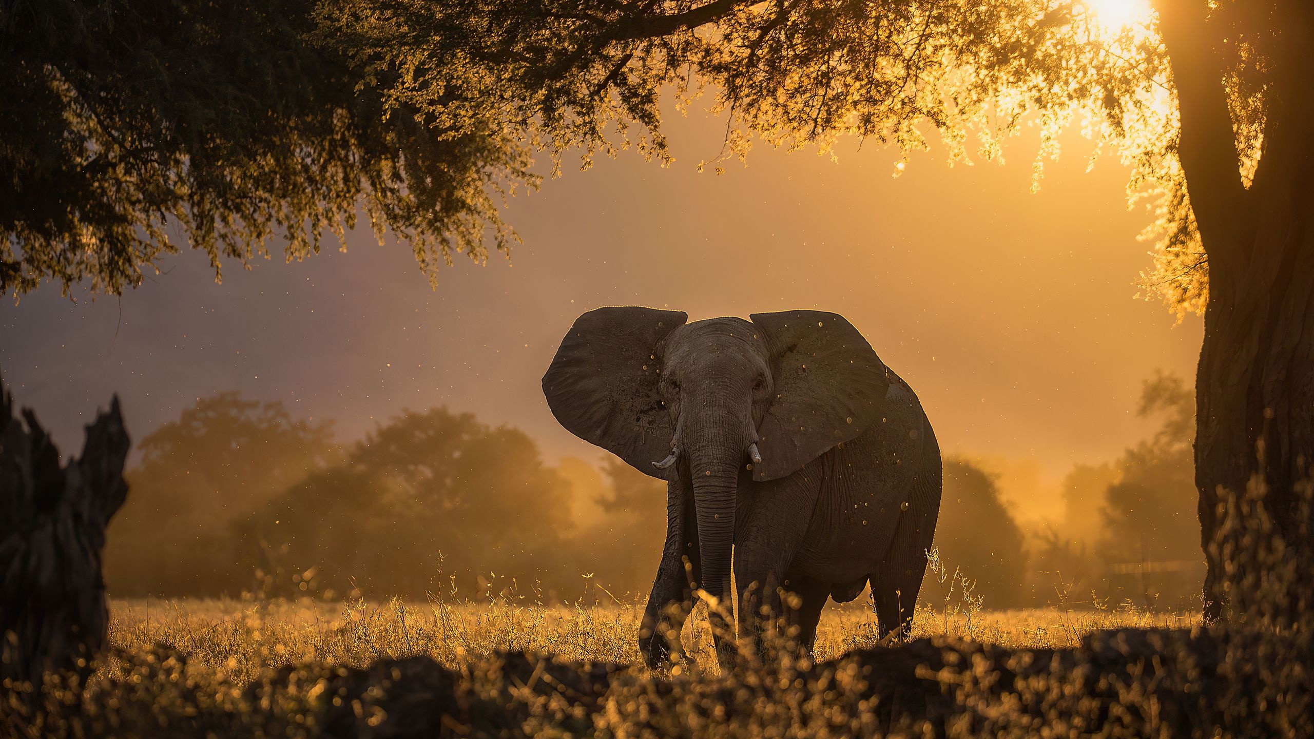 Elephant Forest Sunbeams Morning 4k 1440P Resolution HD 4k Wallpaper, Image, Background, Photo and Picture