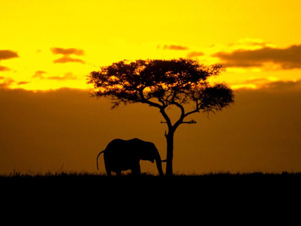 African Elephant Wallpaper