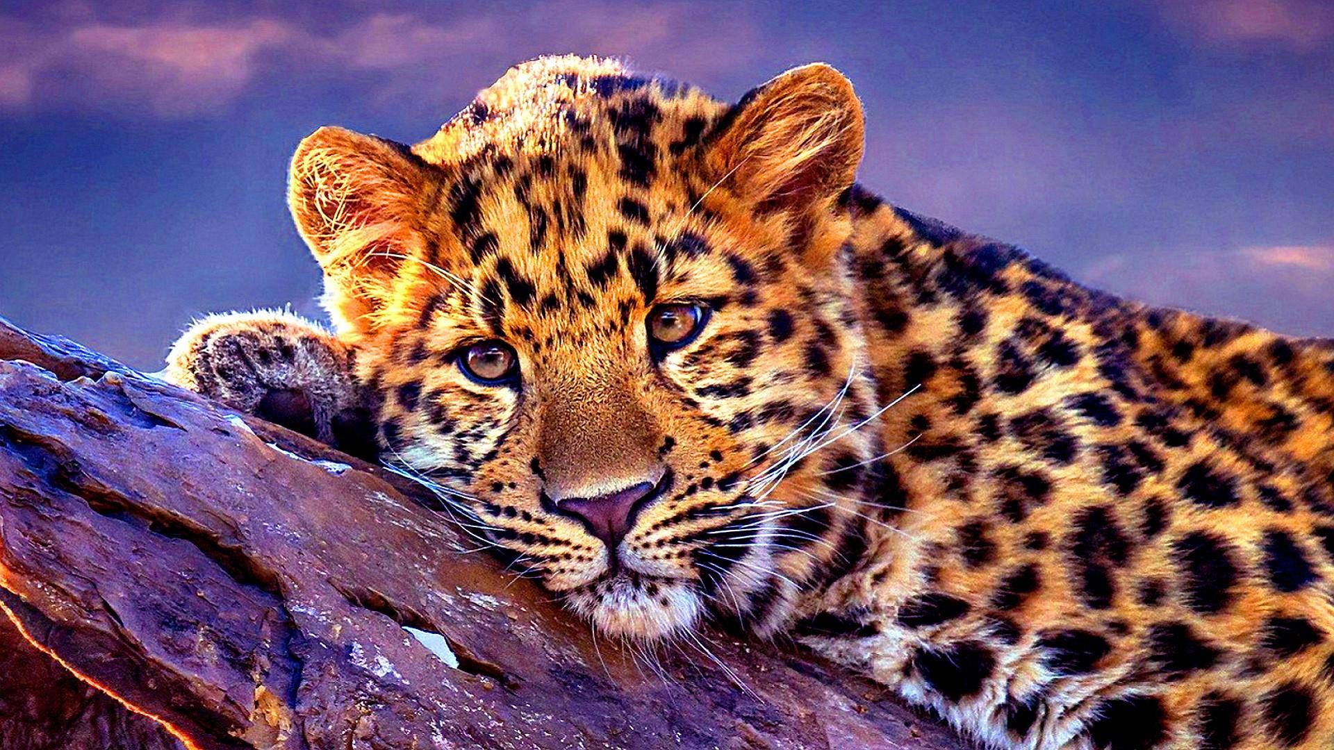 Leopard Wallpaper