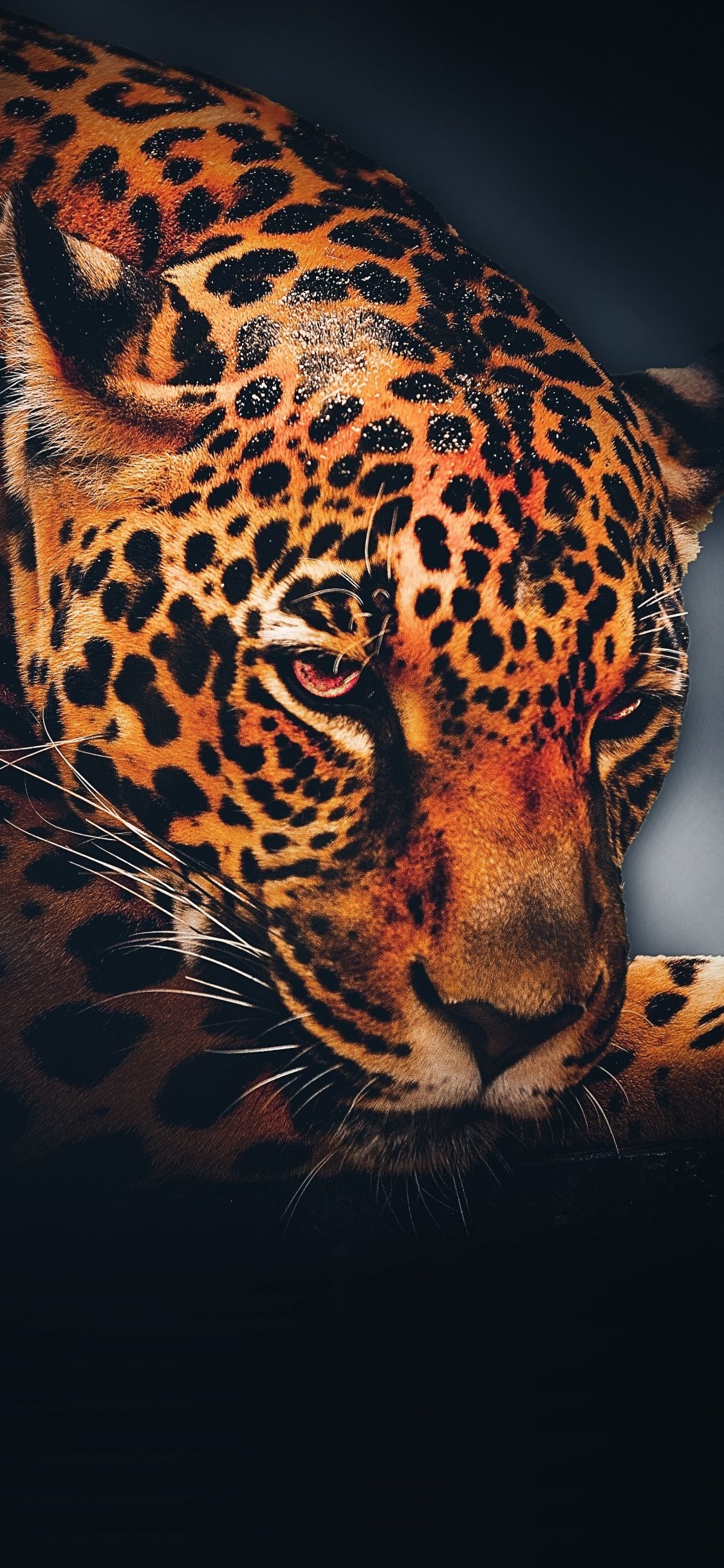 Leopard, animal, relaxed, portrait wallpaper. Wild animal wallpaper, Animal wallpaper, Leopard wallpaper