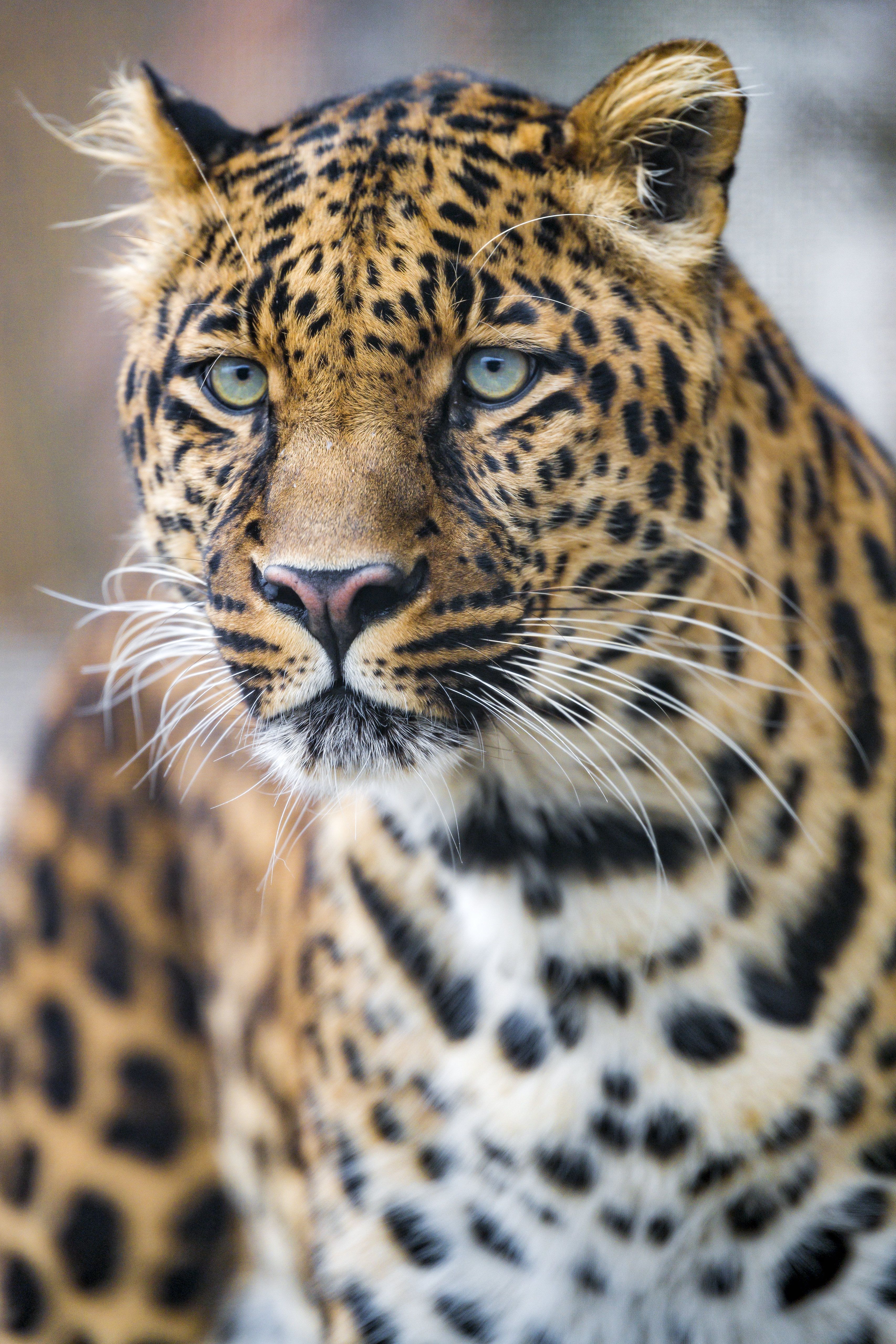 Download Leopard wallpaper for mobile phone, free Leopard HD picture