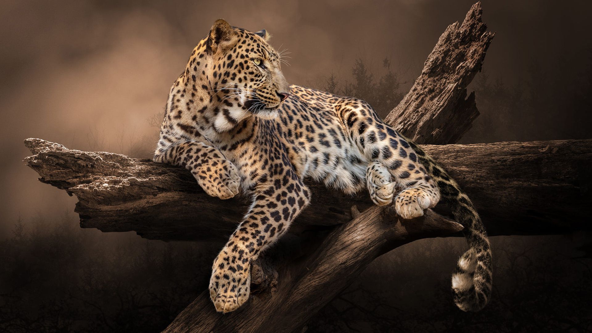 Leopard Is Lying Down On Tree Trunk In Blur Background HD Leopard Wallpaper