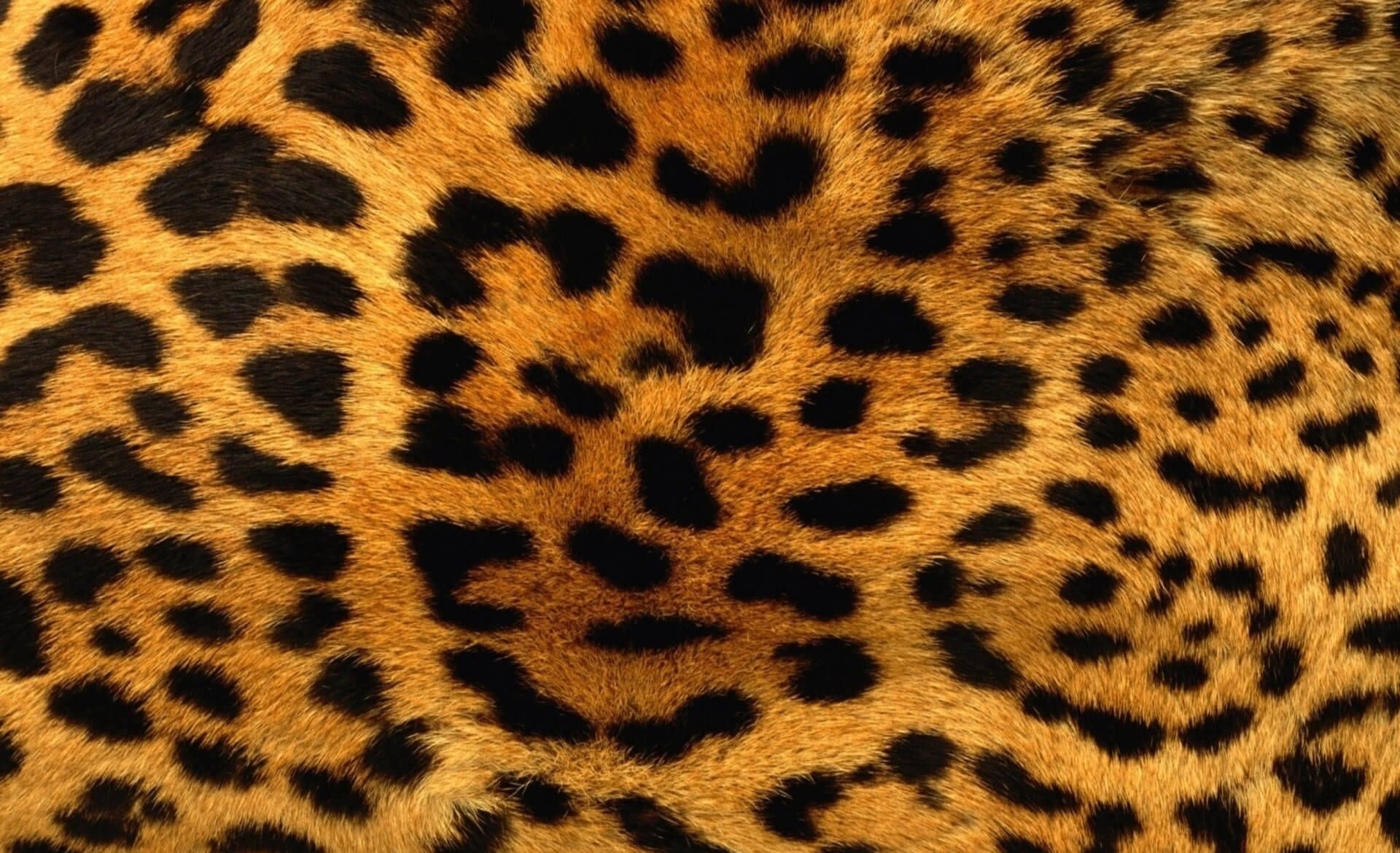 Leopard Print Wallpaper