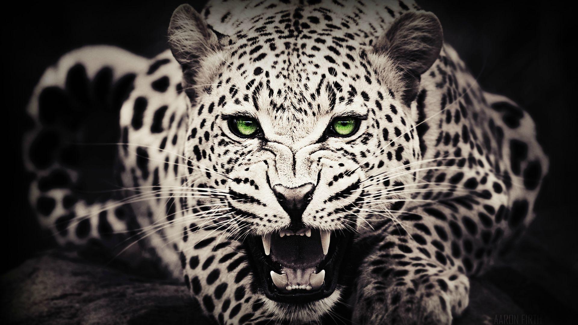 Cool Leopard Wallpaper