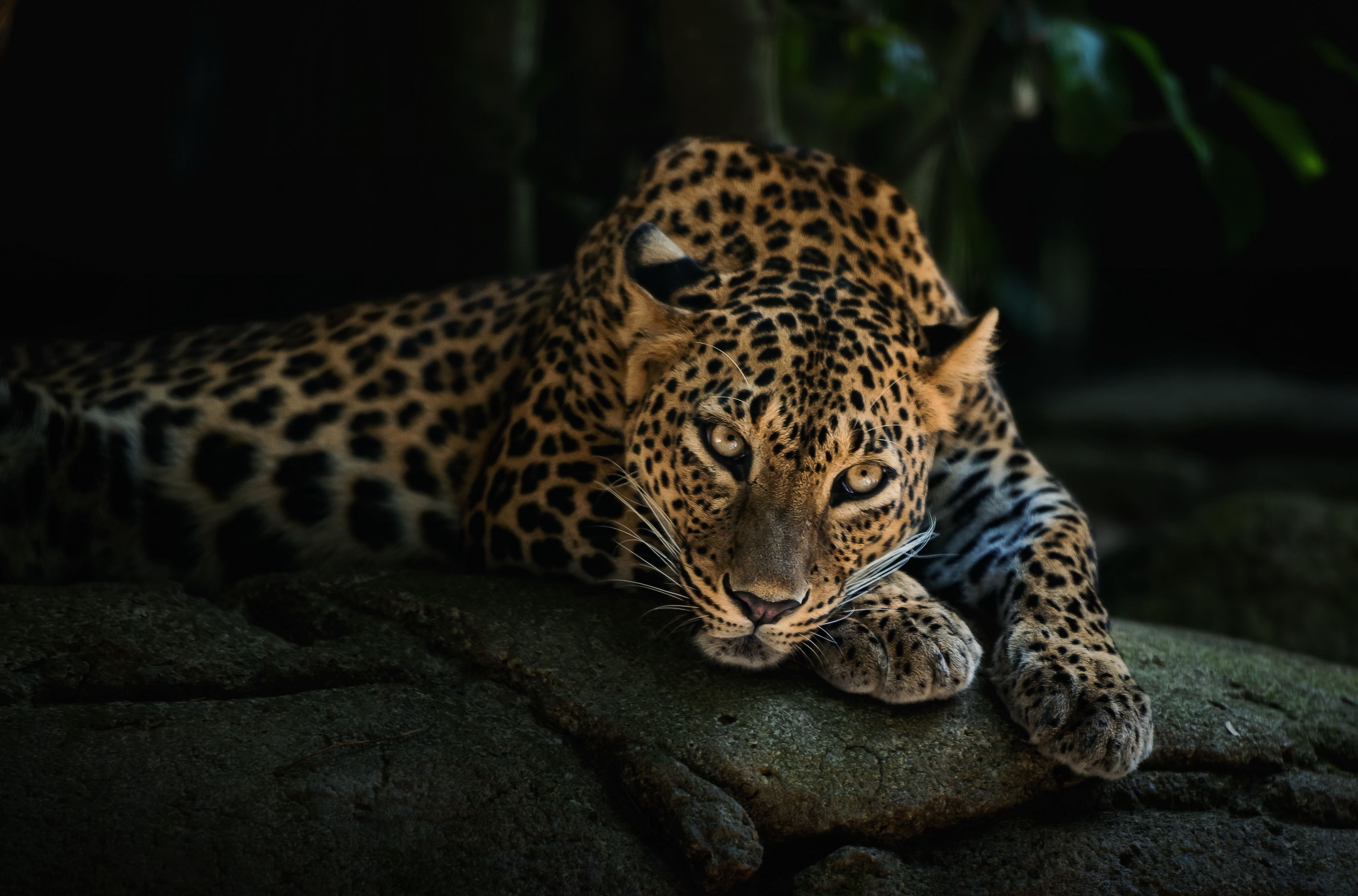 4k Leopard, HD Animals, 4k Wallpaper, Image, Background, Photo and Picture