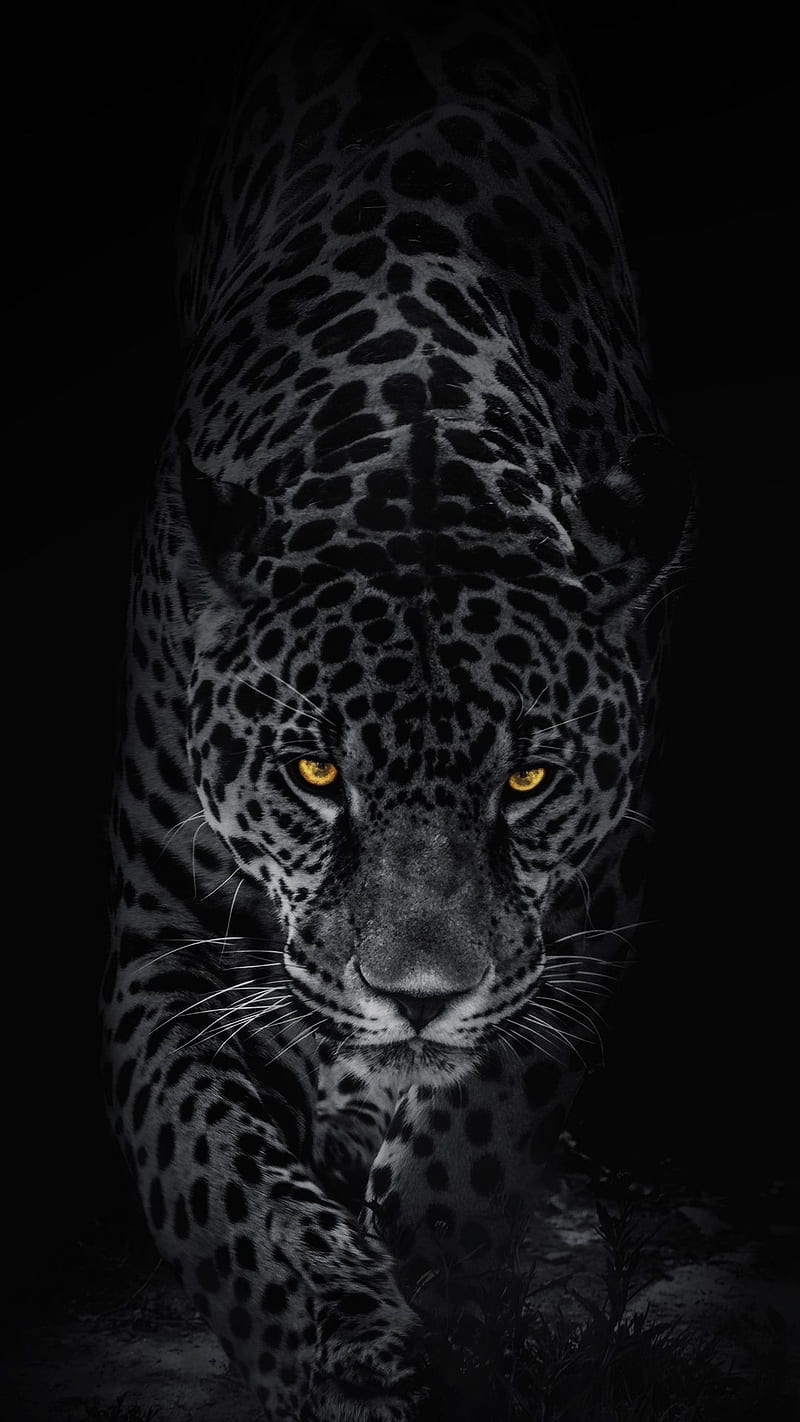 Leopard, big, cats, black, dark, wild, orange eyes, HD phone wallpaper