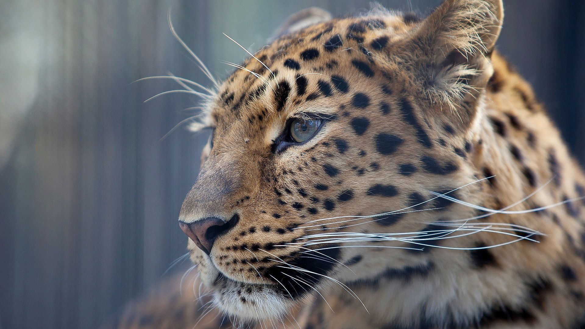 Leopard Wallpaper HD. Wallpaper, Background, Image, Art Photo. Leopard picture, Leopard wallpaper, Animal photography