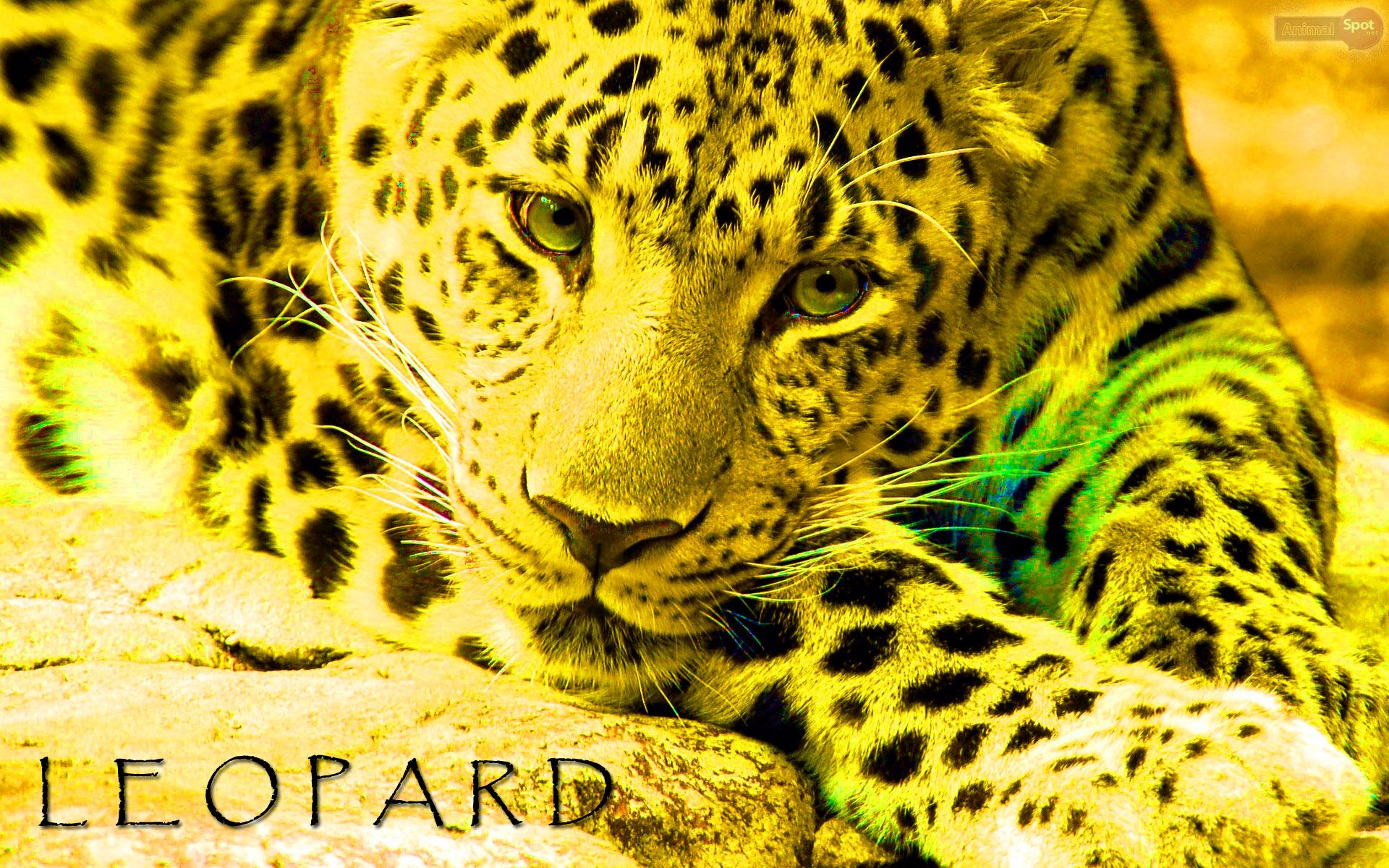 Leopard Wallpaper