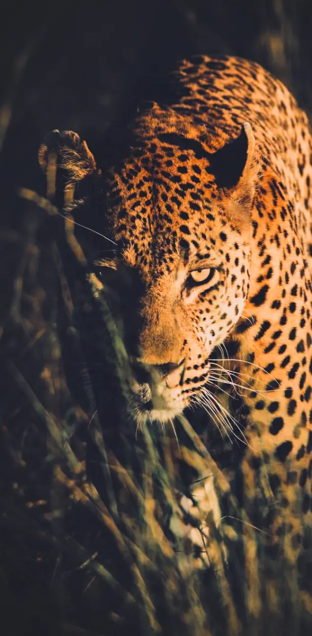 Leopard wallpaper