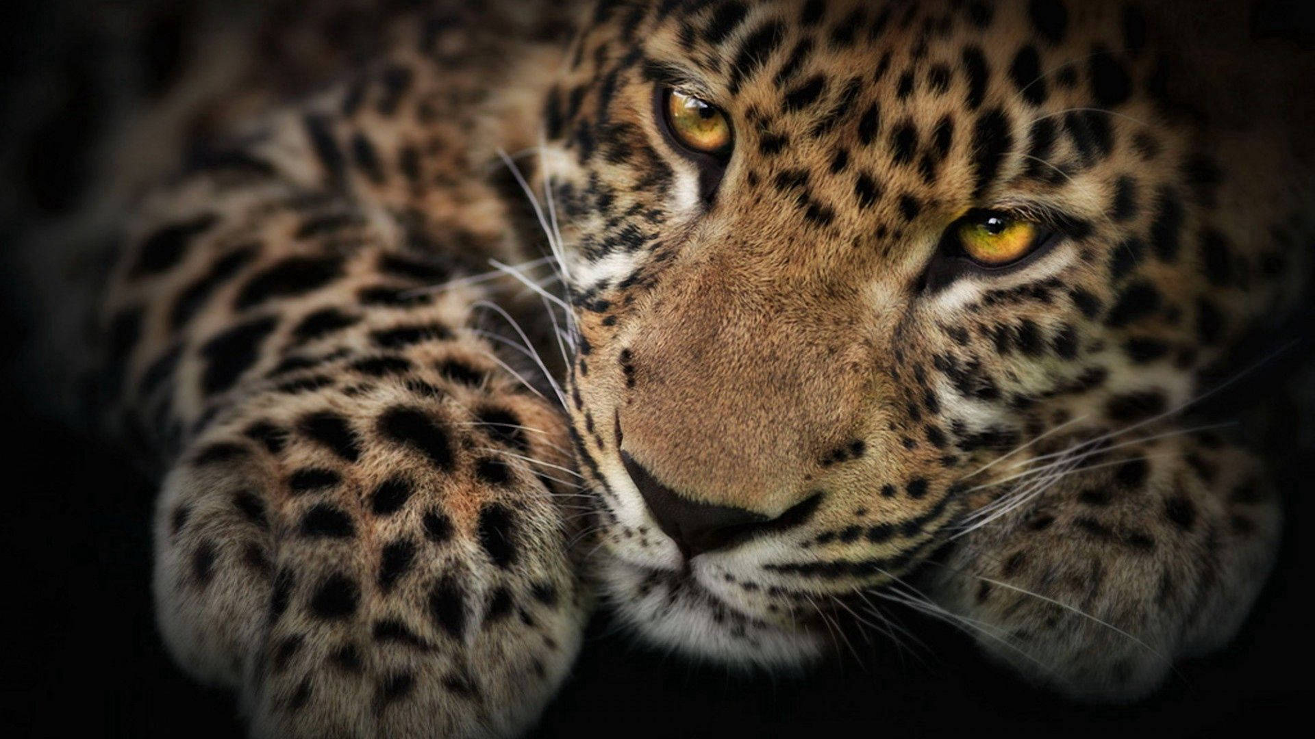 Leopard Wallpaper