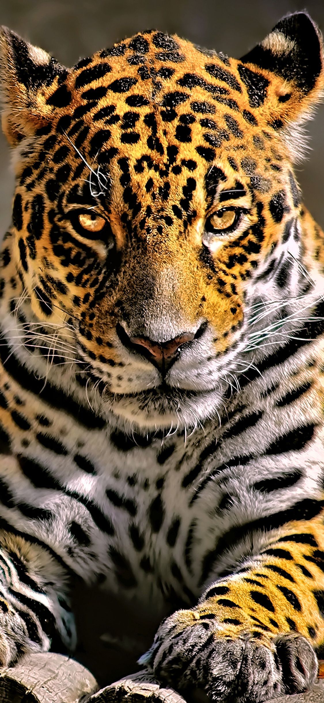 Leopard 4k Glowing Eyes iPhone XS, iPhone iPhone X HD 4k Wallpaper, Image, Background, Photo and Picture