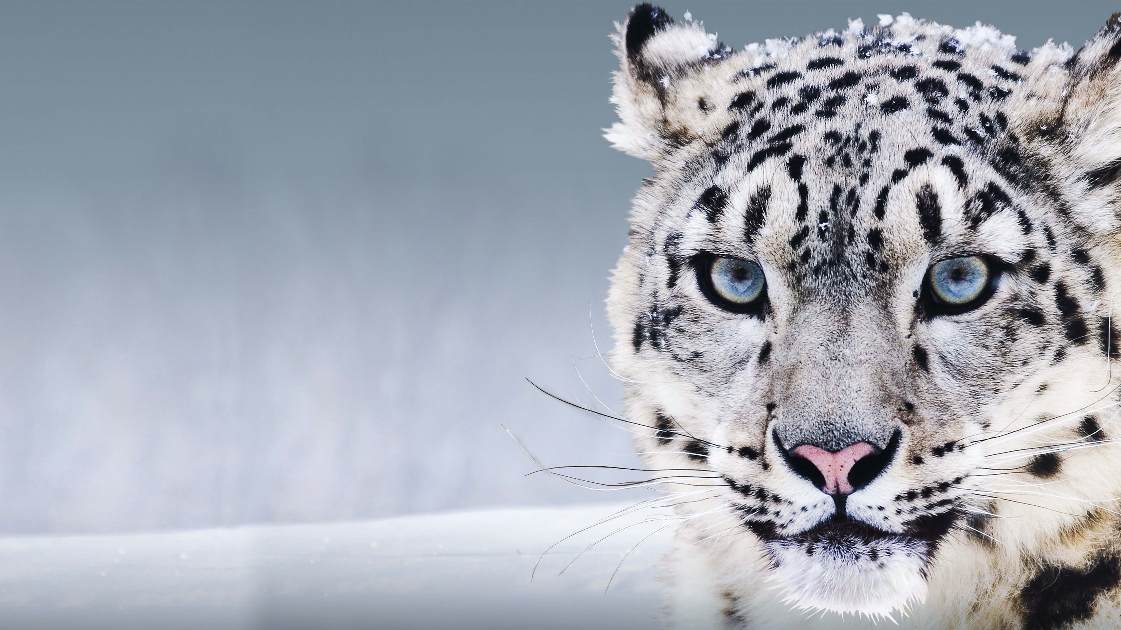 Wallpaper Snow Leopard, China, blue eyes, snow, Animals