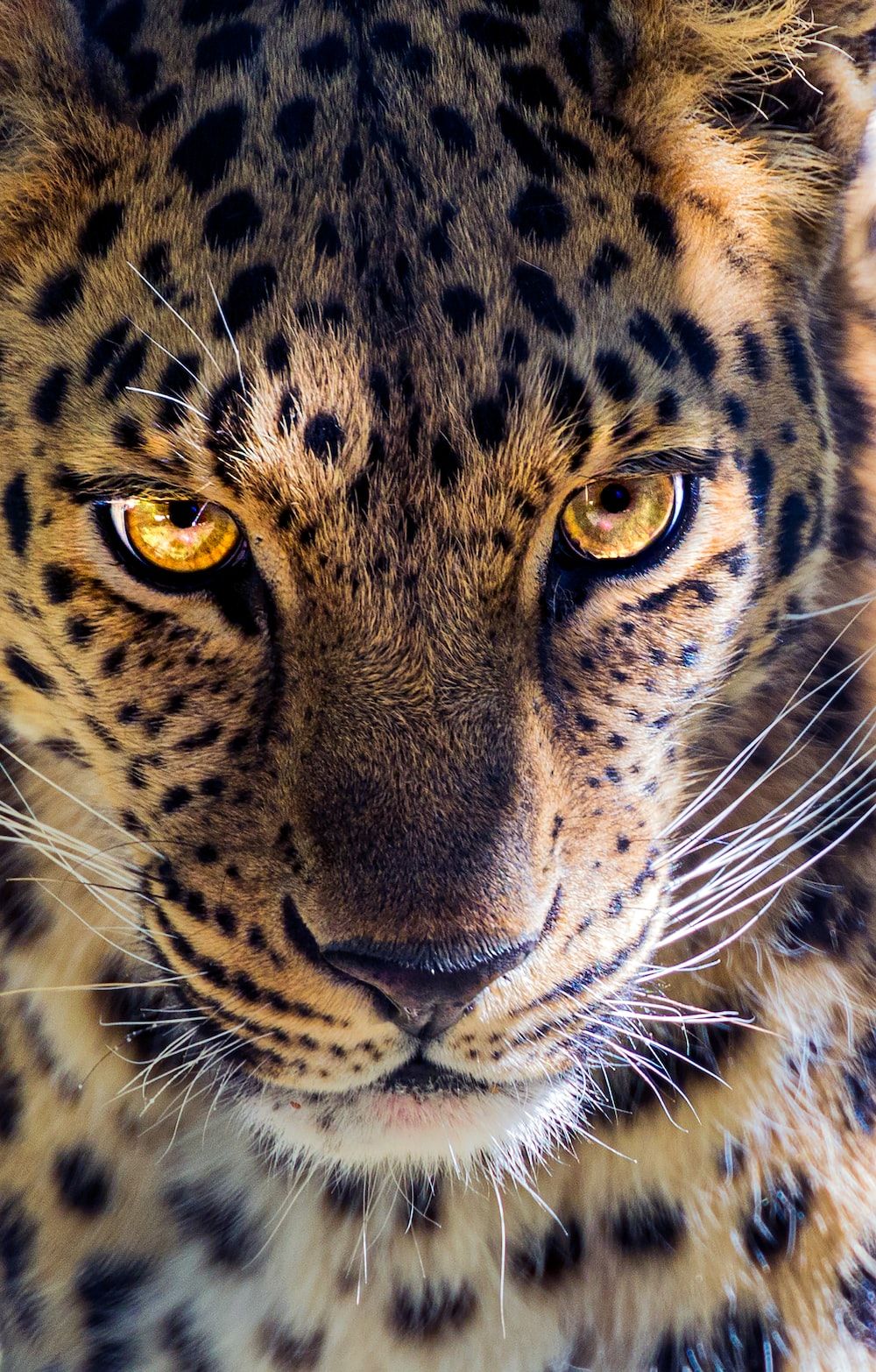 Amur Leopard Picture. Download Free Image