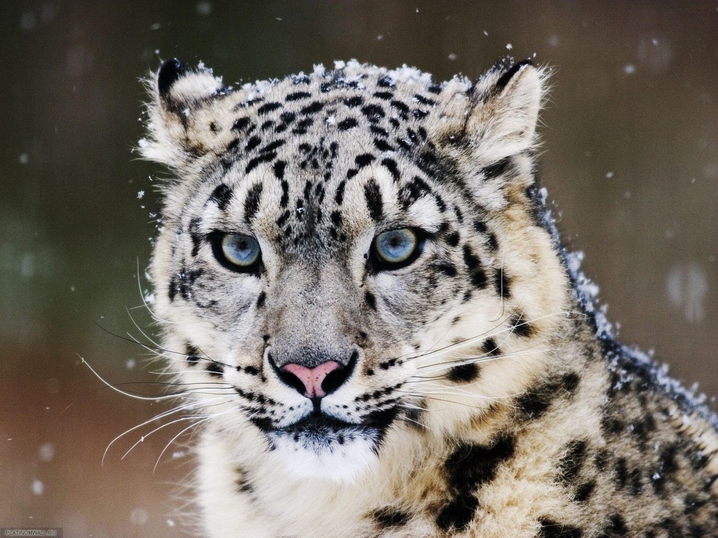 Download Snow Leopard wallpaper for mobile phone, free Snow Leopard HD picture