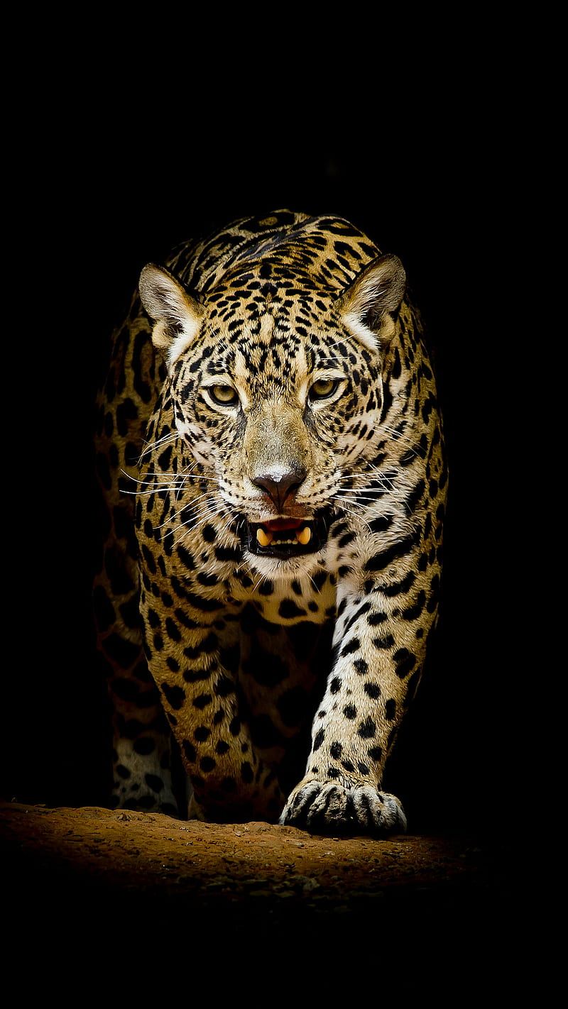 HD leopard wallpaper