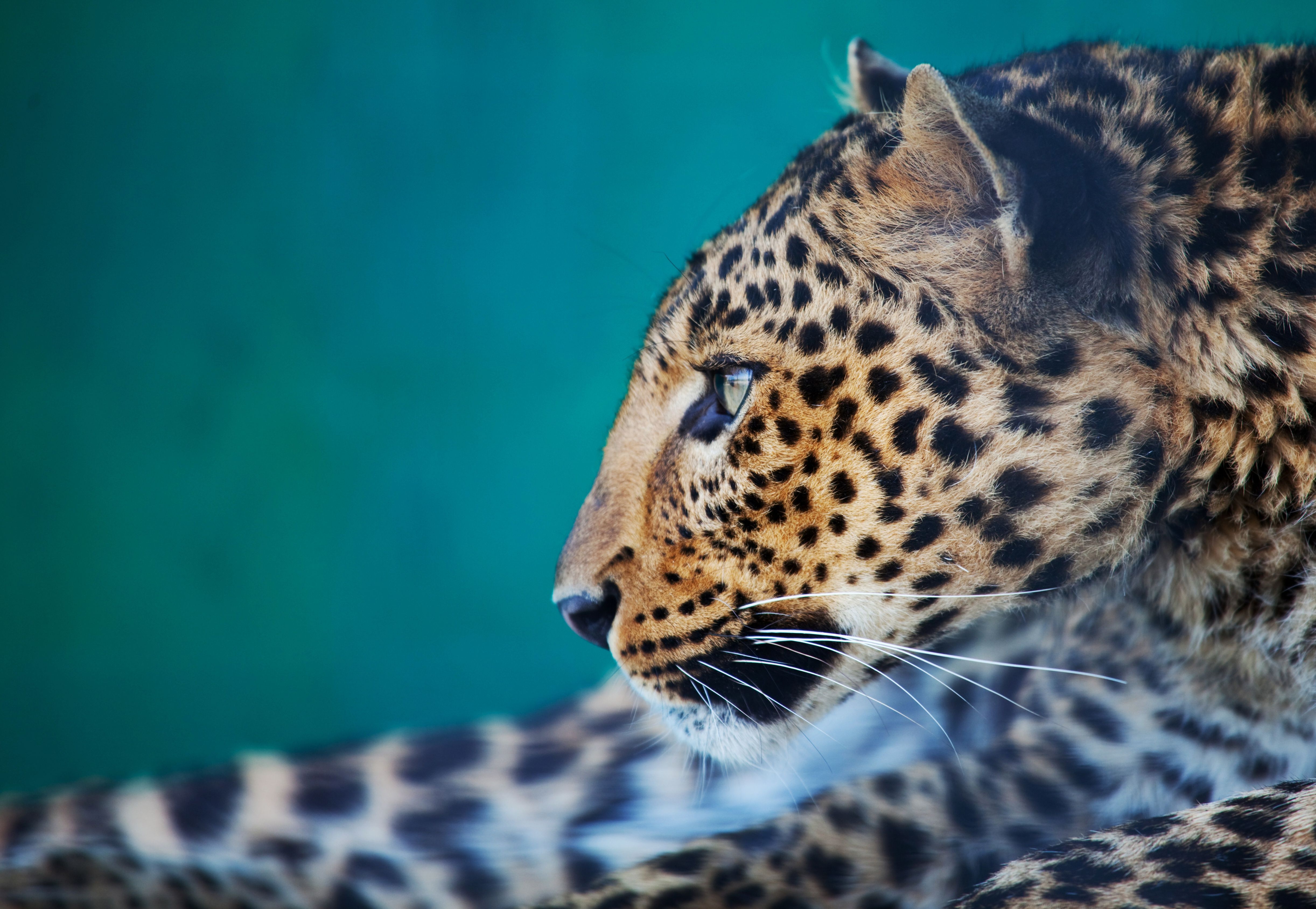 Animal Leopard 4k Ultra HD Wallpaper