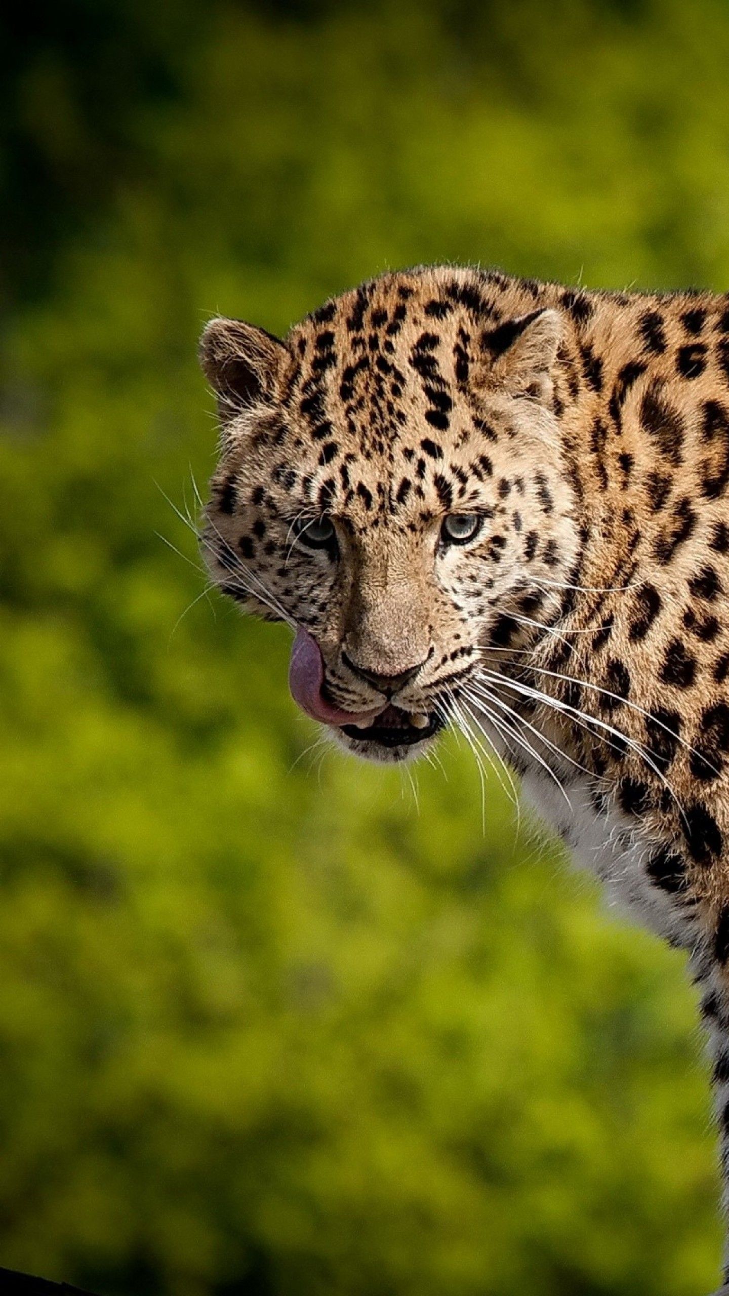 Wallpaper Leopard, 4k, Animals