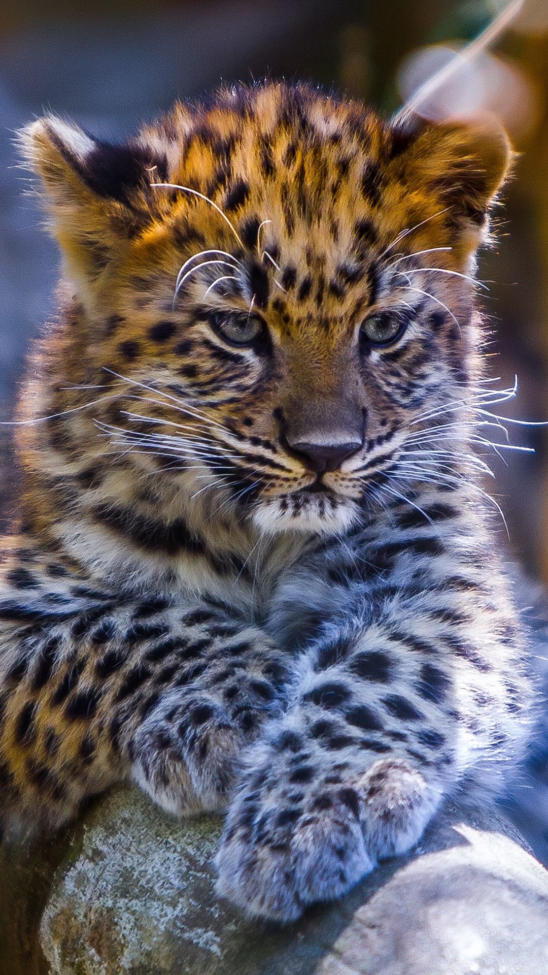 Baby leopard Wallpaper Download