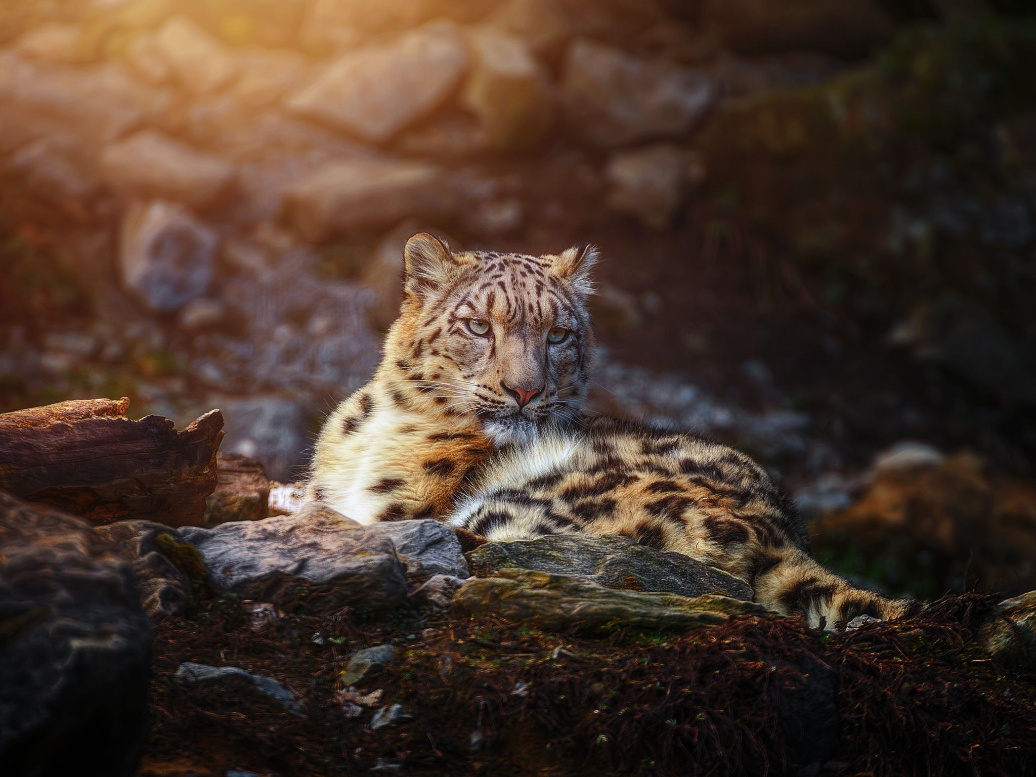 Snow leopard Wallpaper 4K, Wild animal, Big cat, Portrait