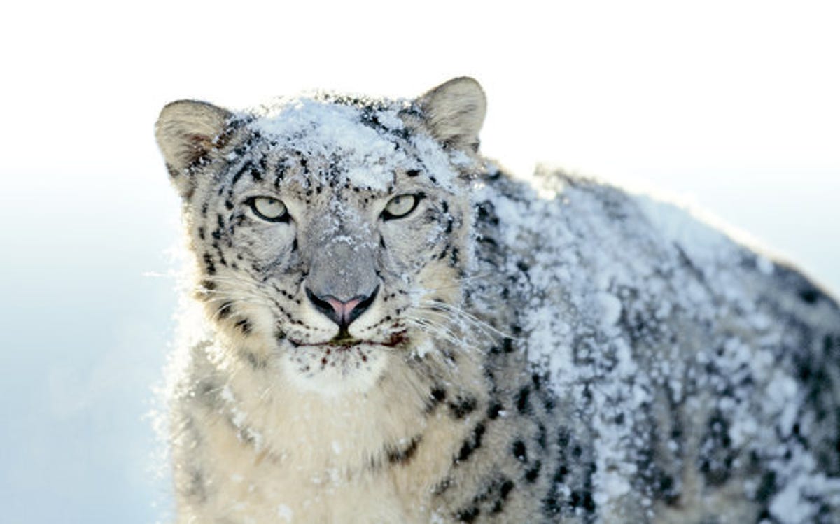 Apple recruits famous Impressionist: Snow Leopard wallpaper gallery