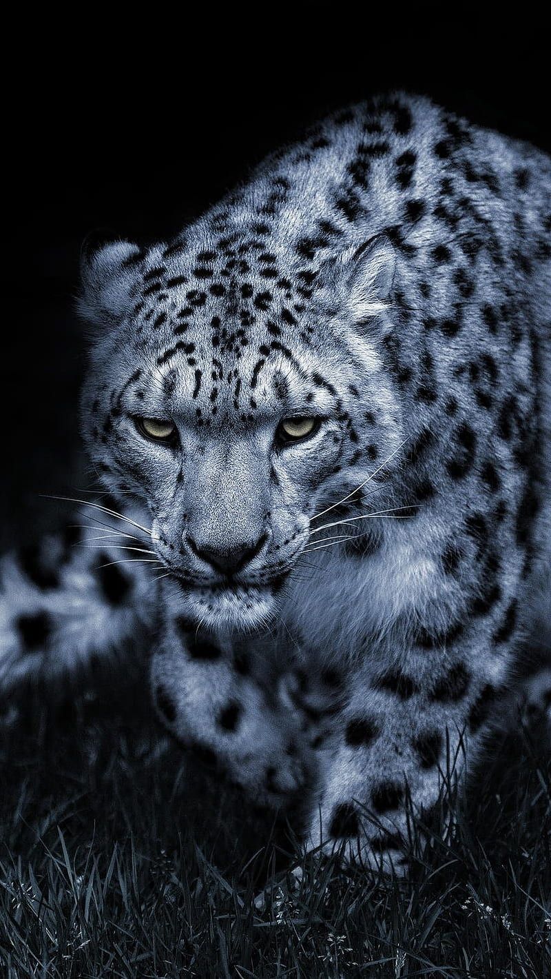 Leopard Black Background, leopard, animals, HD phone wallpaper