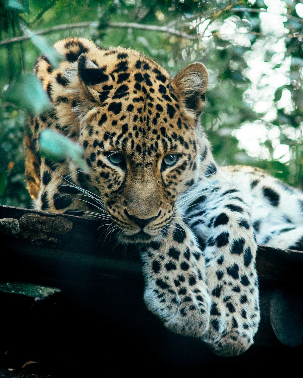 Leopards Picture. Download Free Image