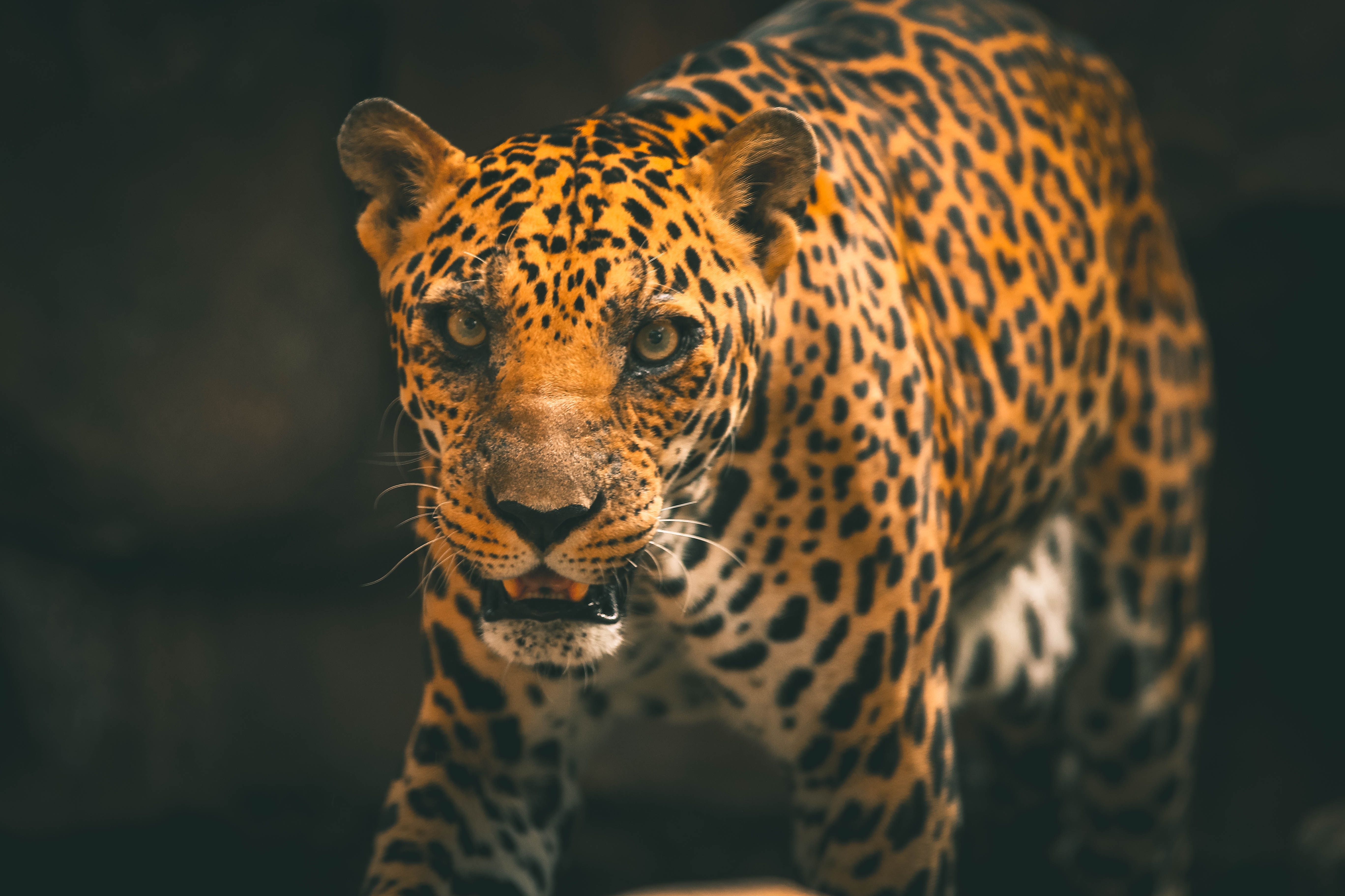 Photo Of Leopard · Free