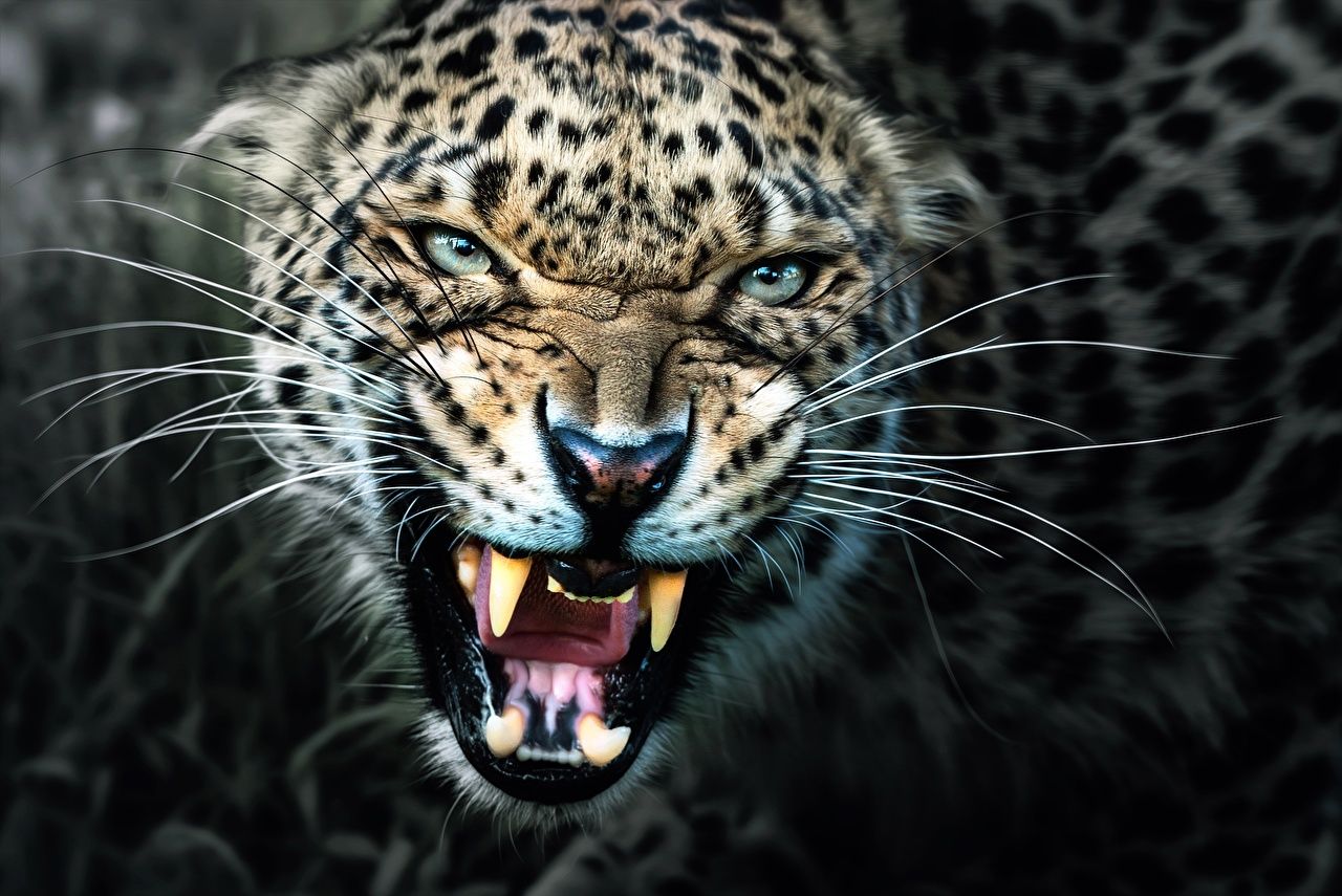 Desktop Wallpaper Leopards Canine tooth fangs Roar Whiskers Snout