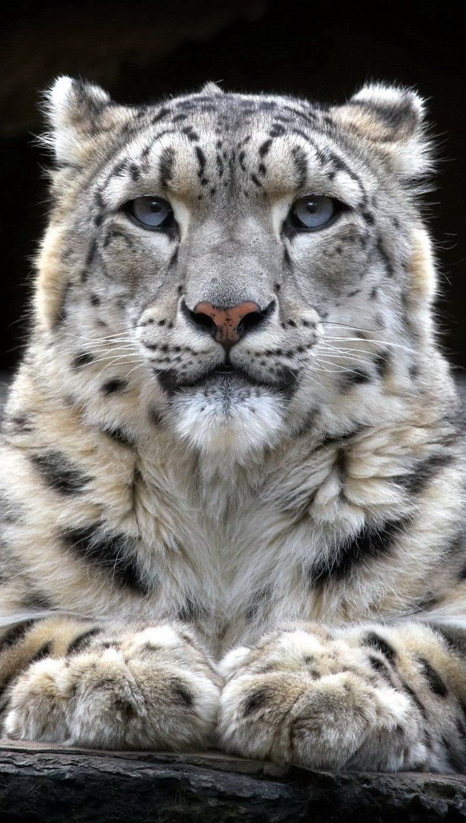 Snow leopard Wallpaper Full HD