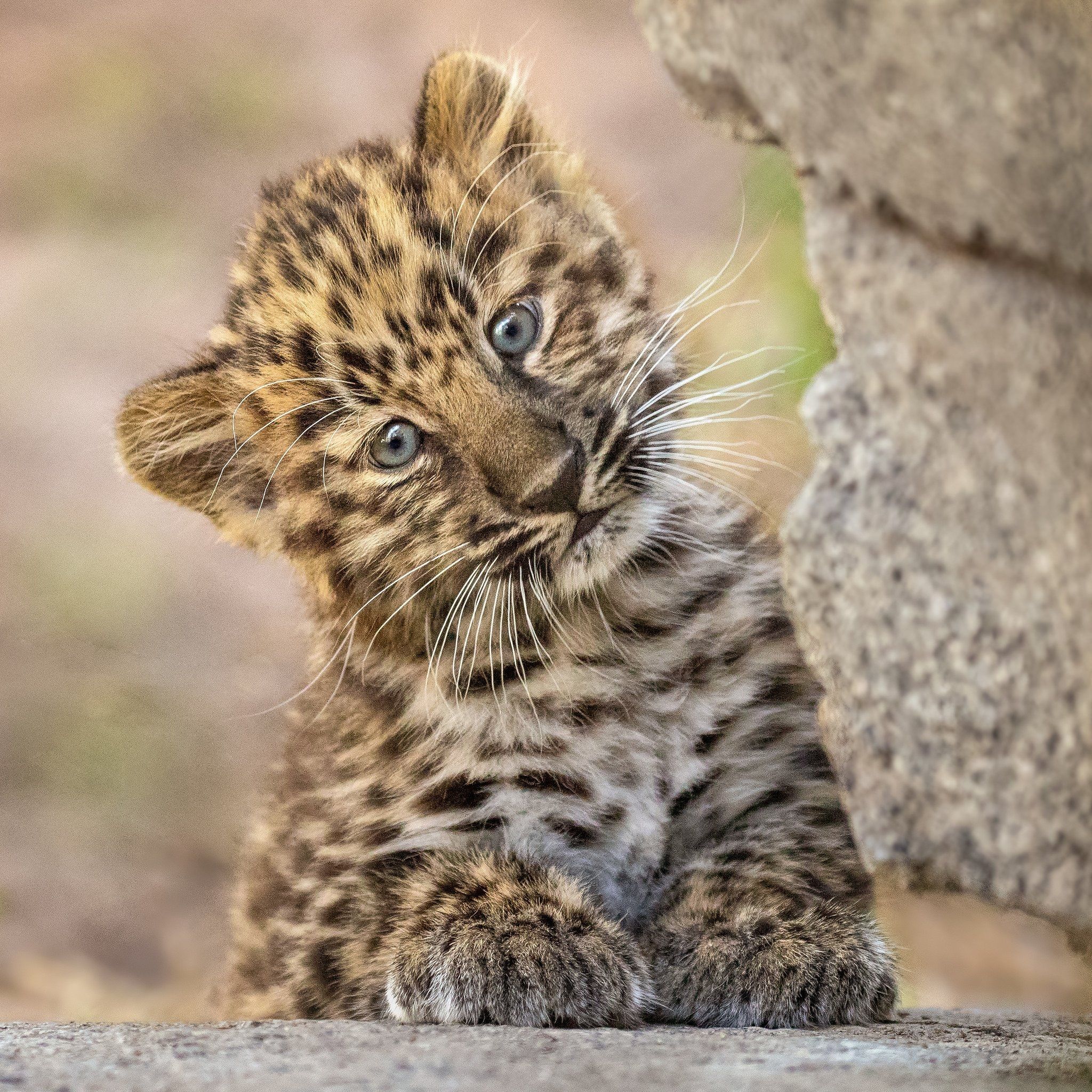 Baby leopard Wallpaper Download