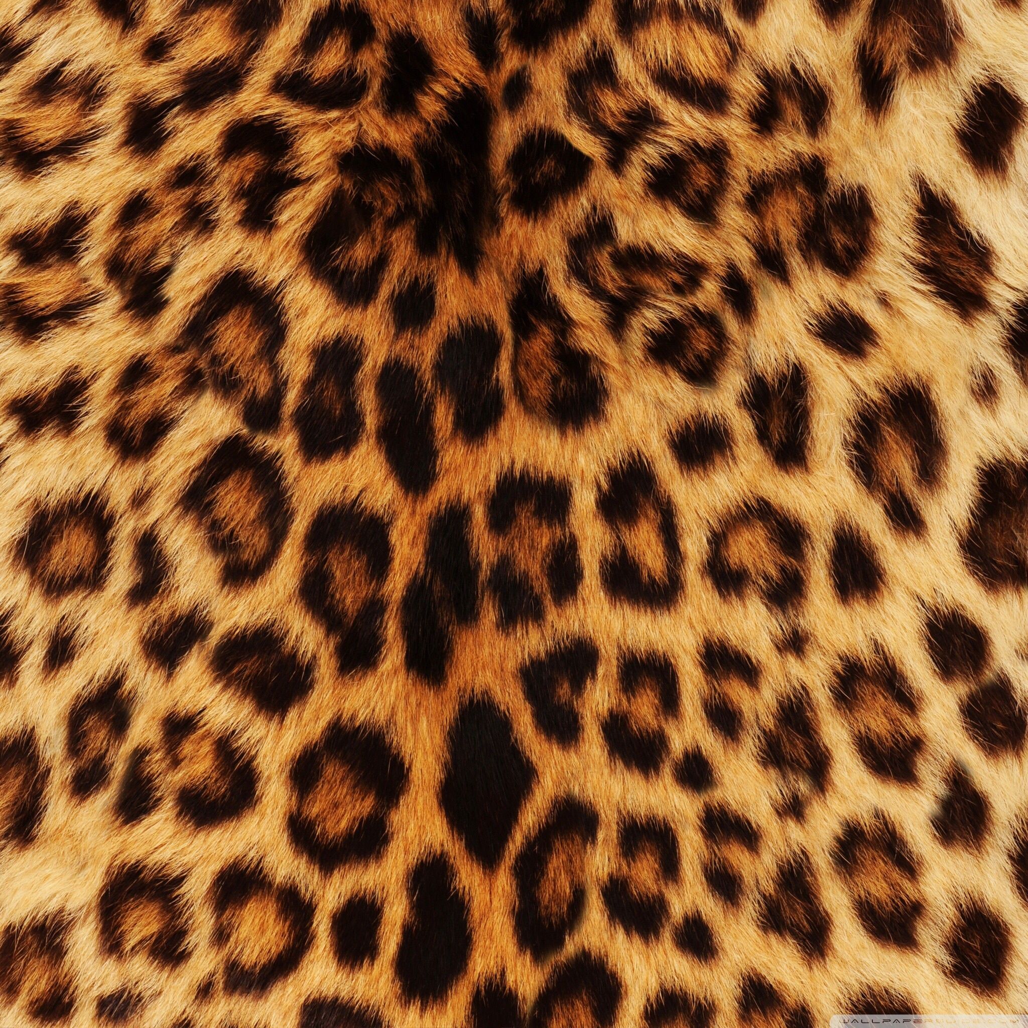 Leopard Ultra HD Desktop Background Wallpaper for 4K UHD TV : Widescreen & UltraWide Desktop & Laptop : Tablet