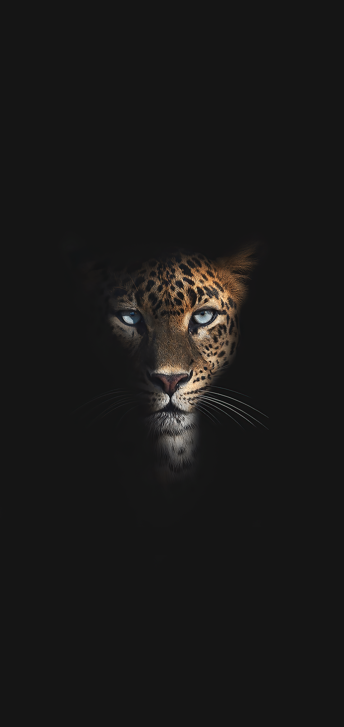 Wallpaper Wildlife, Leopard, Carnivores, Jaguar, Whiskers, Background Free Image